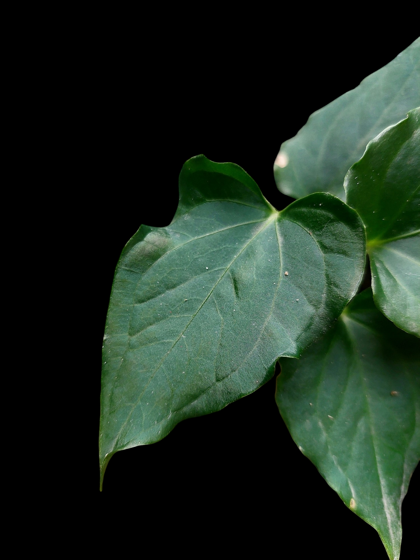 Anthurium sp. 'Kunayala Glow' Dark Form With 4 Leaves (EXACT PLANT)