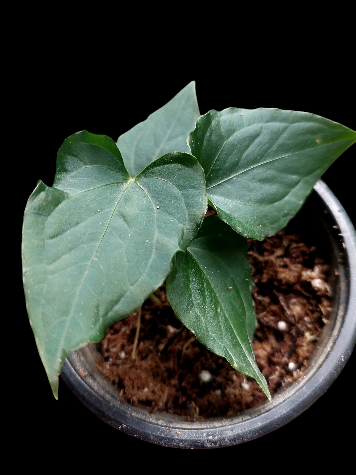 Anthurium sp. 'Kunayala Glow' Dark Form With 4 Leaves (EXACT PLANT)