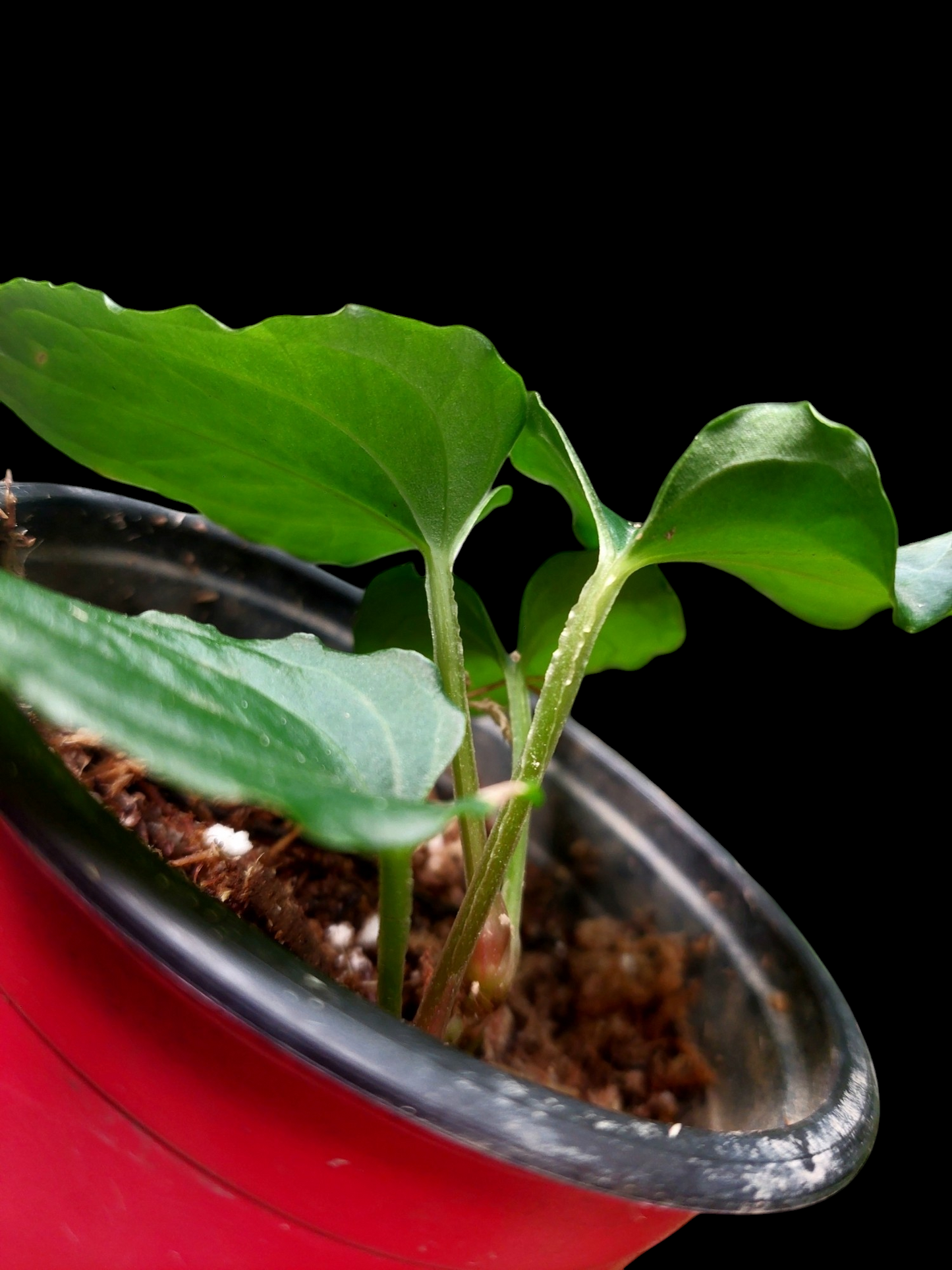 Anthurium sp. 'Kunayala Glow' Dark Form With 4 Leaves (EXACT PLANT)