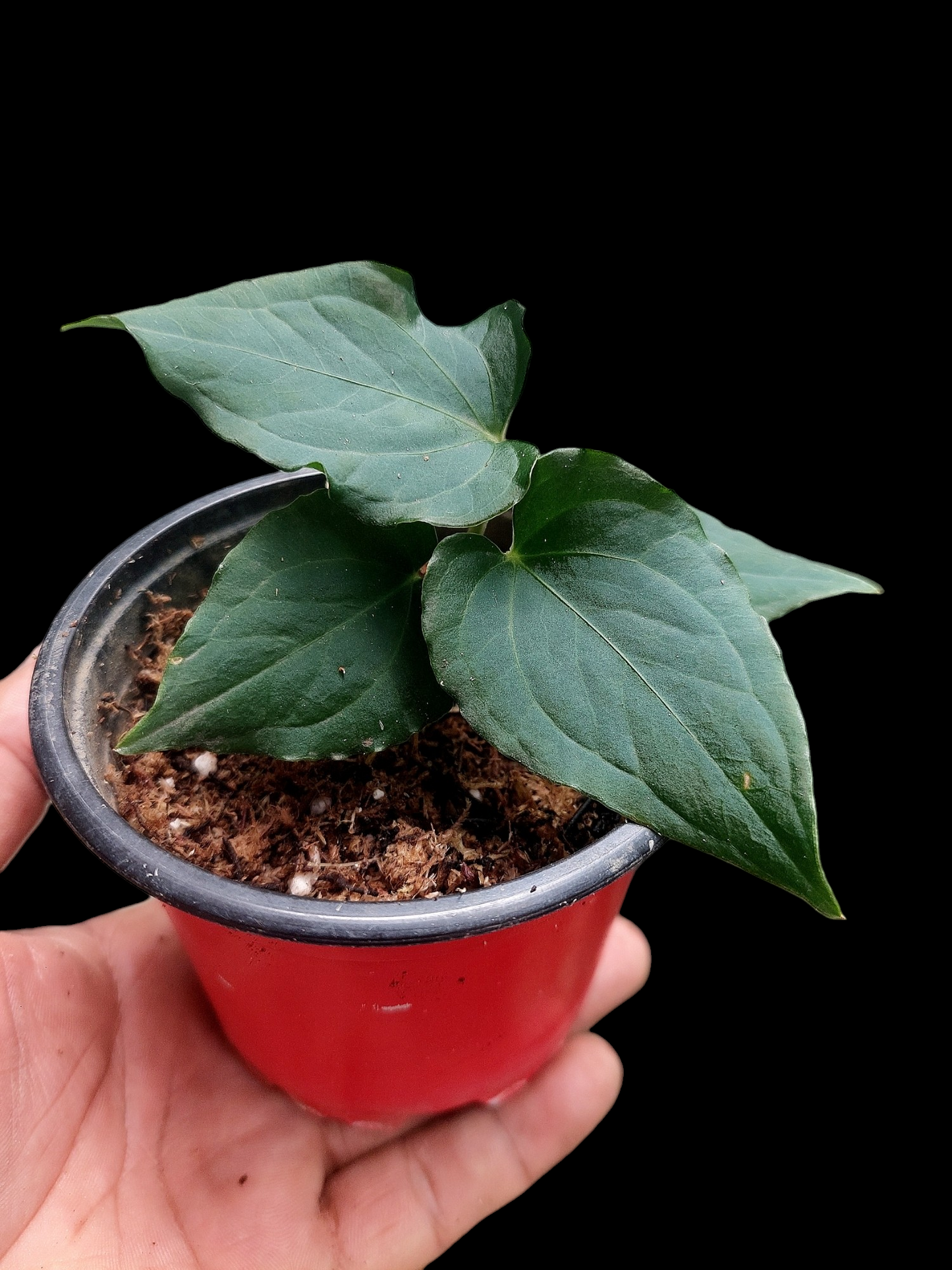 Anthurium sp. 'Kunayala Glow' Dark Form With 4 Leaves (EXACT PLANT)