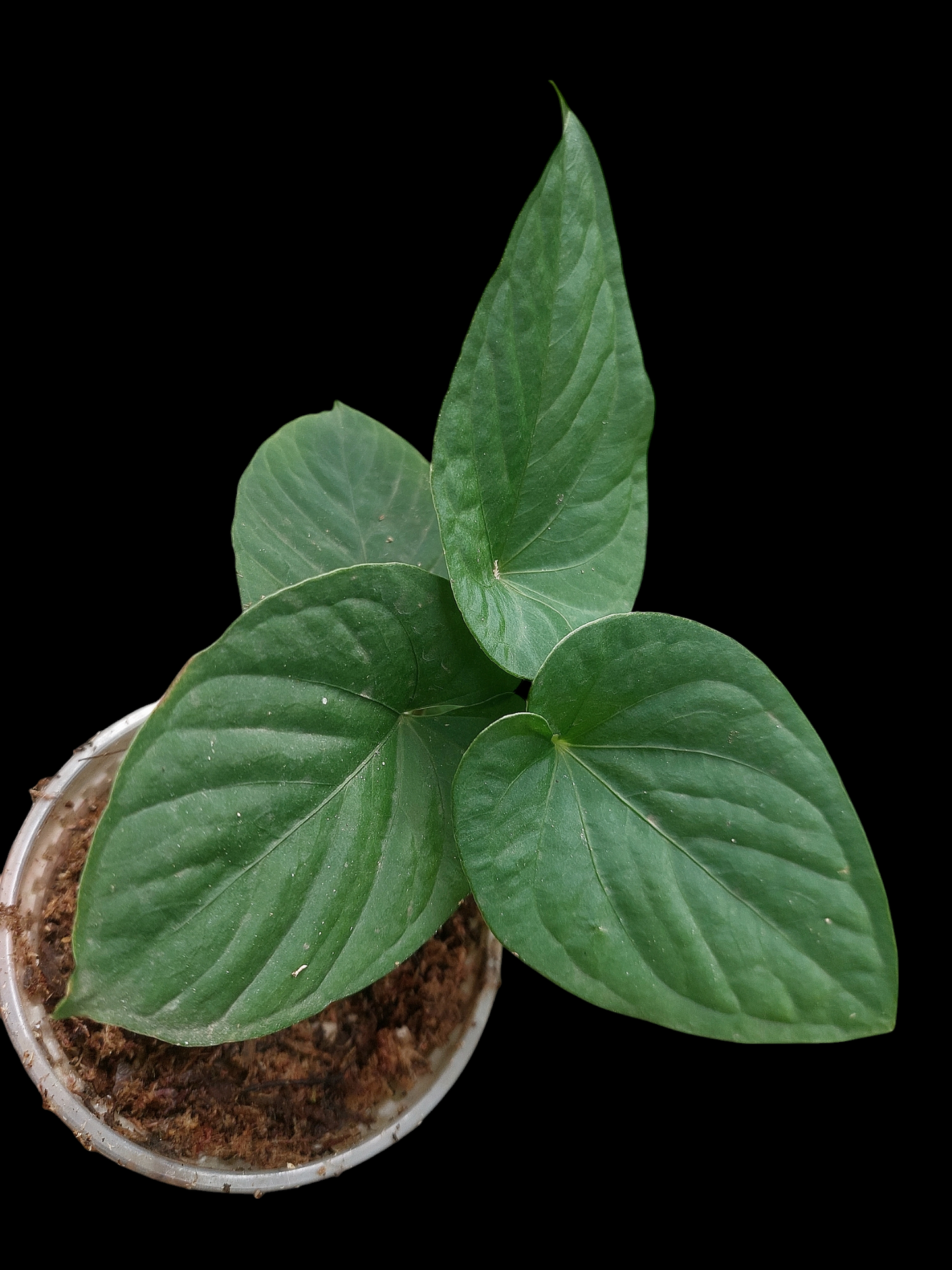 Anthurium sp. "Kunayala Glow" with 4 Leaves (EXACT PLANT)