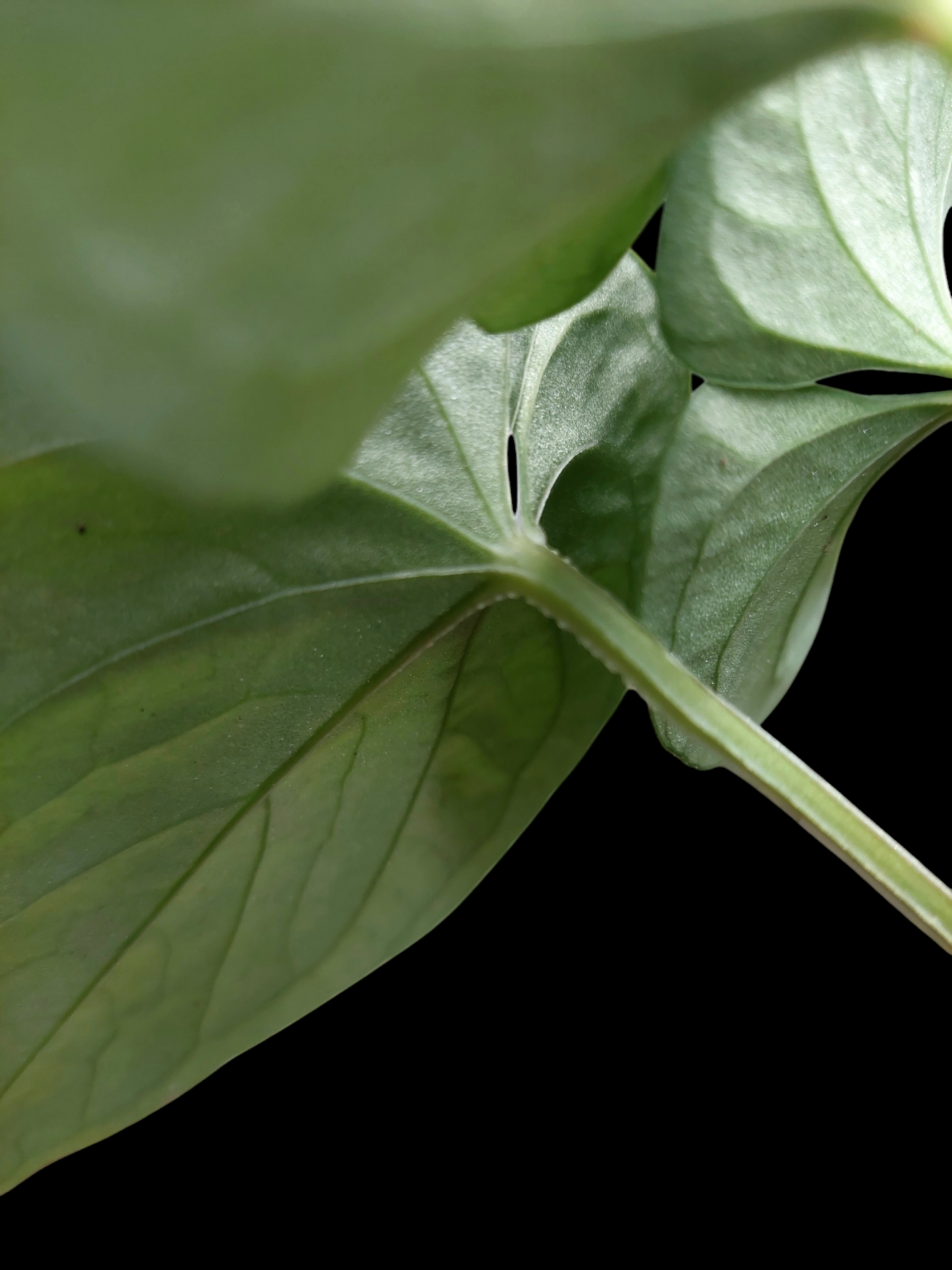 Anthurium sp. "Kunayala Glow" with 4 Leaves (EXACT PLANT)
