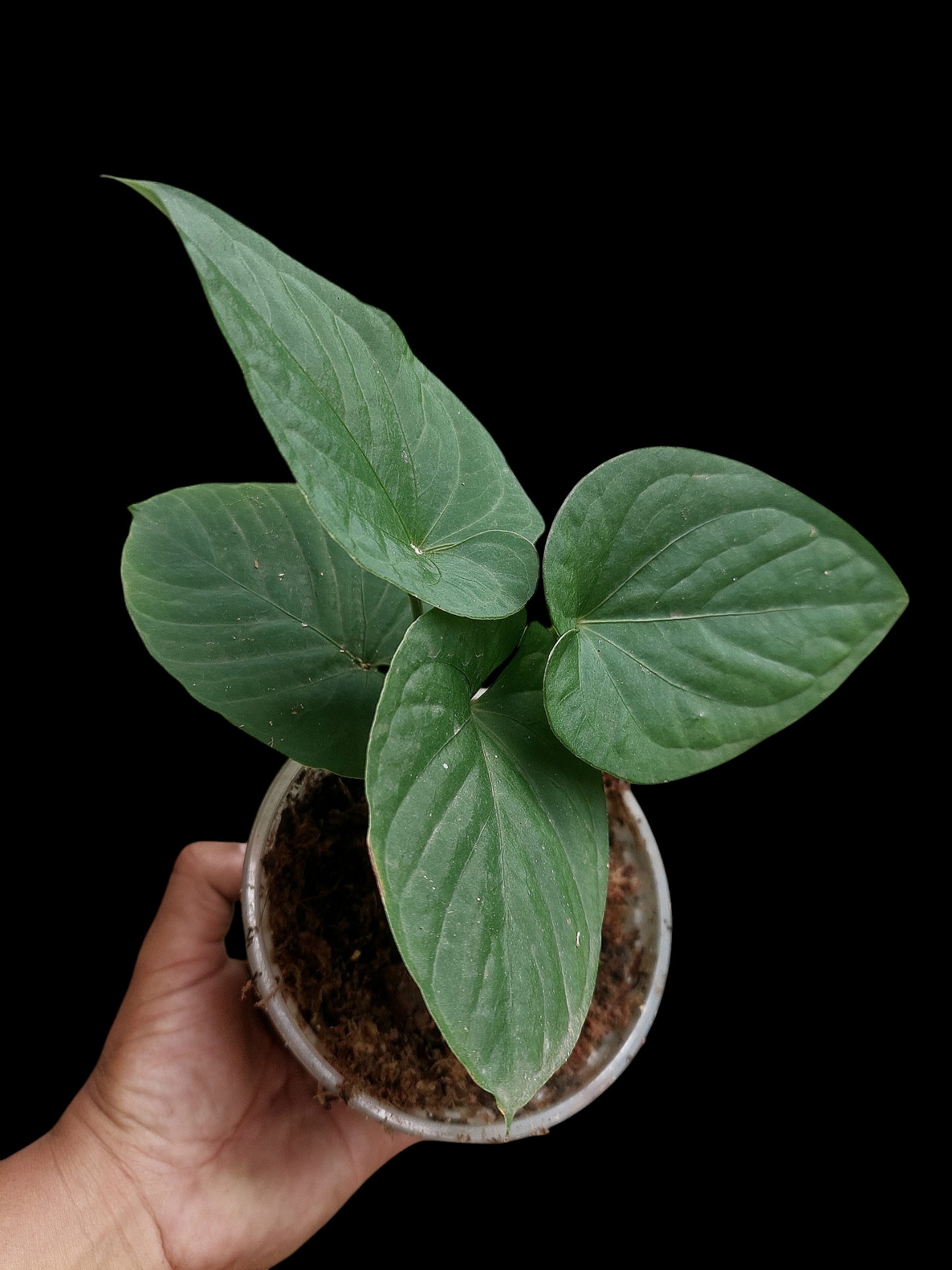 Anthurium sp. "Kunayala Glow" with 4 Leaves (EXACT PLANT)