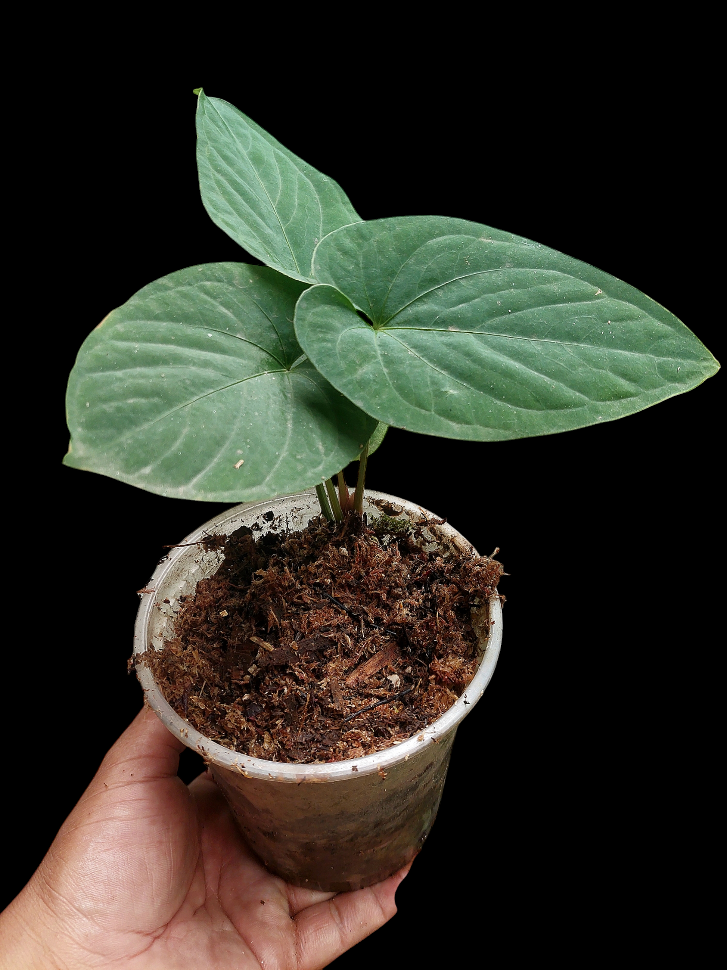 Anthurium sp. "Kunayala Glow" with 4 Leaves (EXACT PLANT)