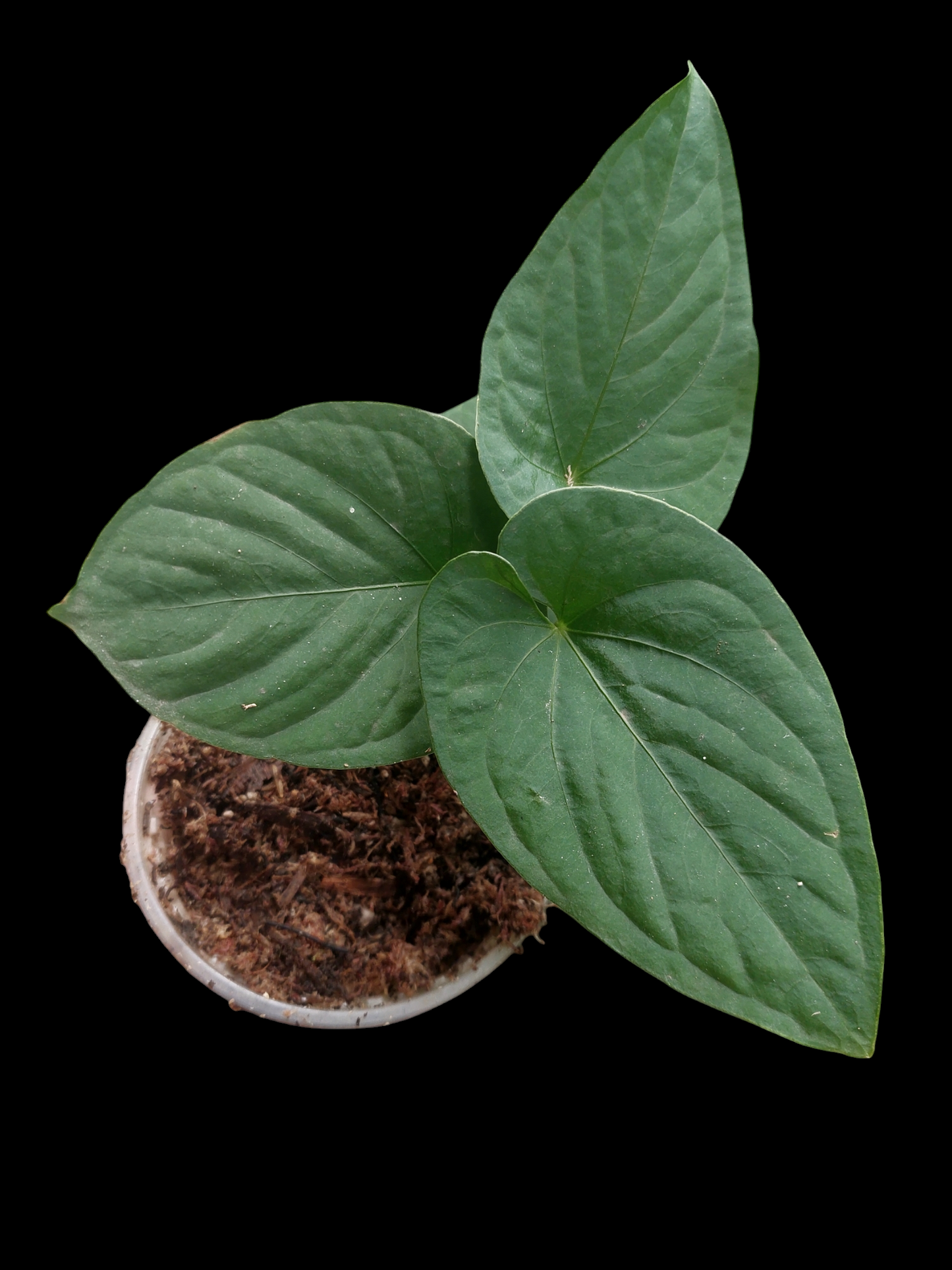 Anthurium sp. "Kunayala Glow" with 4 Leaves (EXACT PLANT)