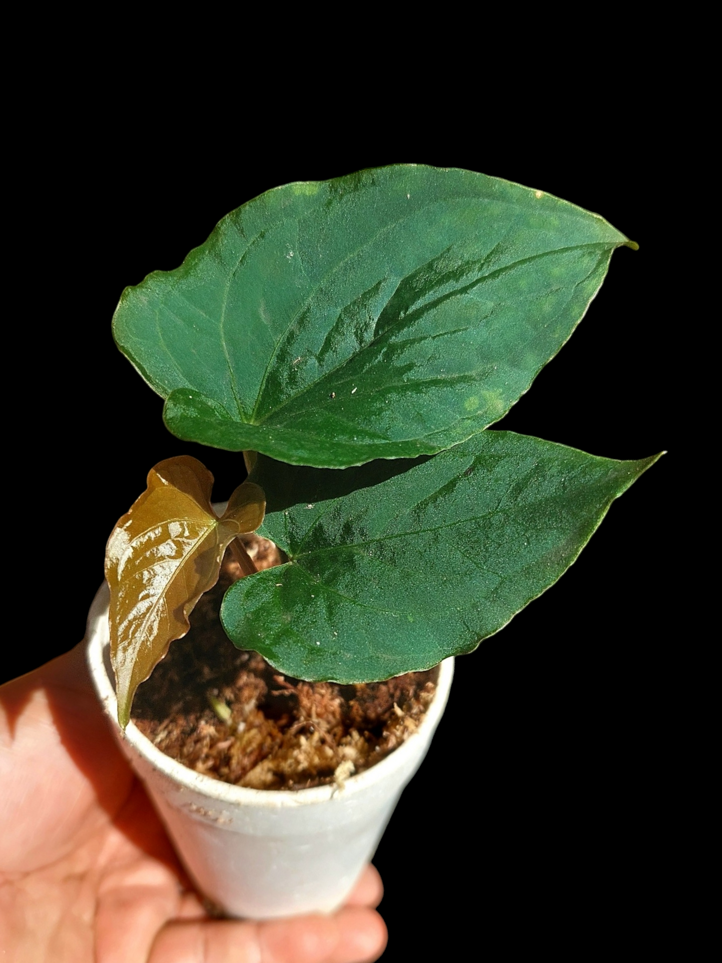 Anthurium sp. "Kunayala Glow" Dark Form wit 3 Leaves (EXACT PLANT)