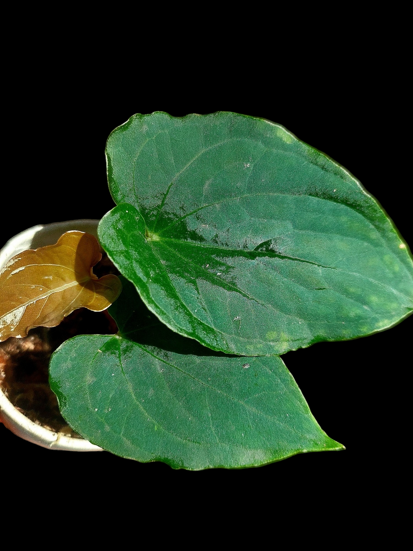 Anthurium sp. "Kunayala Glow" Dark Form wit 3 Leaves (EXACT PLANT)