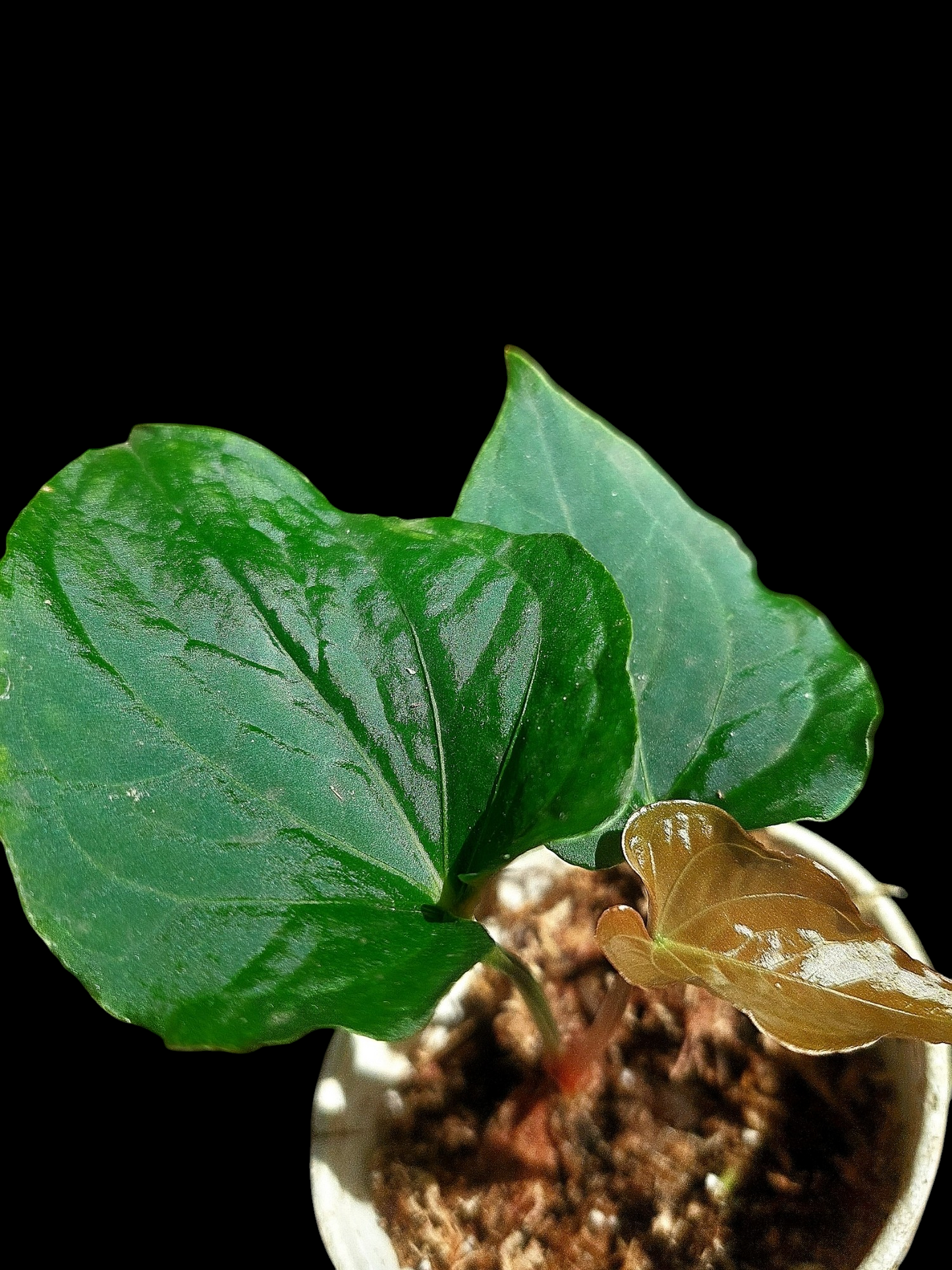 Anthurium sp. "Kunayala Glow" Dark Form wit 3 Leaves (EXACT PLANT)