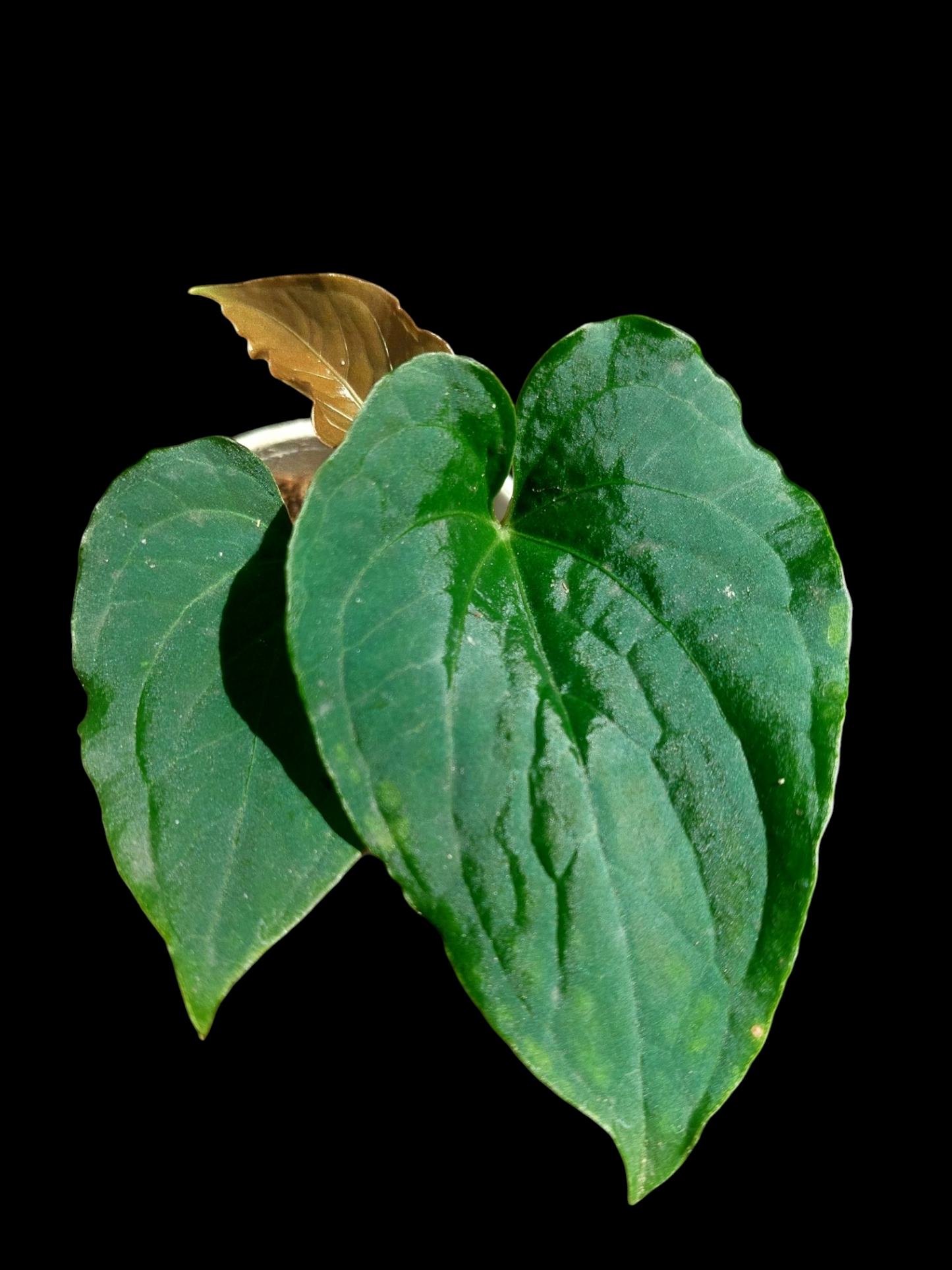 Anthurium sp. "Kunayala Glow" Dark Form wit 3 Leaves (EXACT PLANT)