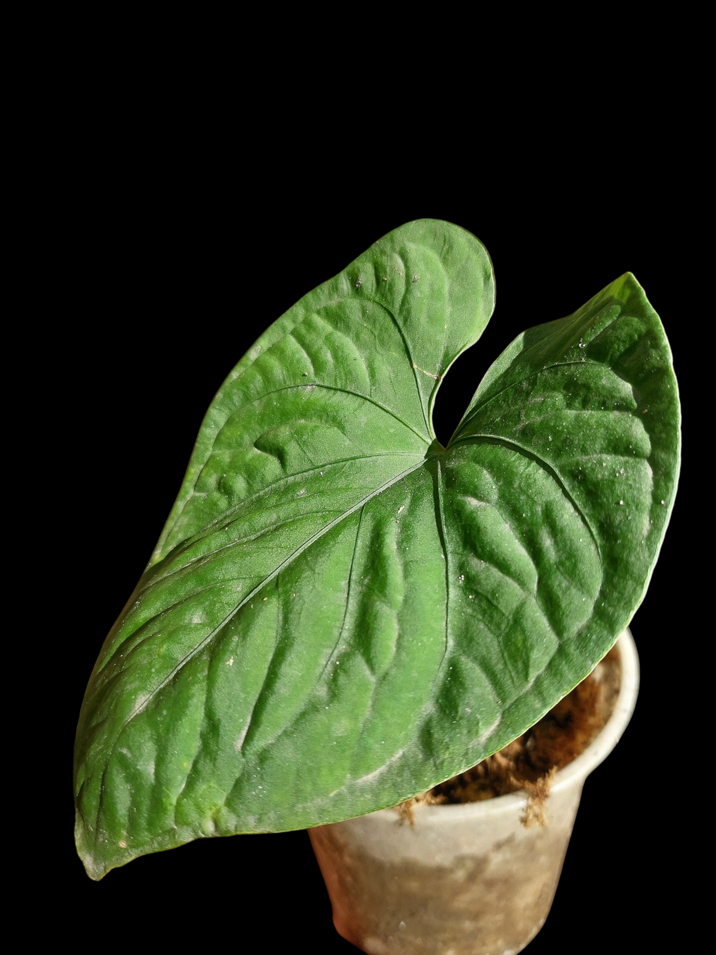 Anthurium sp. 'Kunayala Glow' Wild Ecotype (EXACT PLANT)