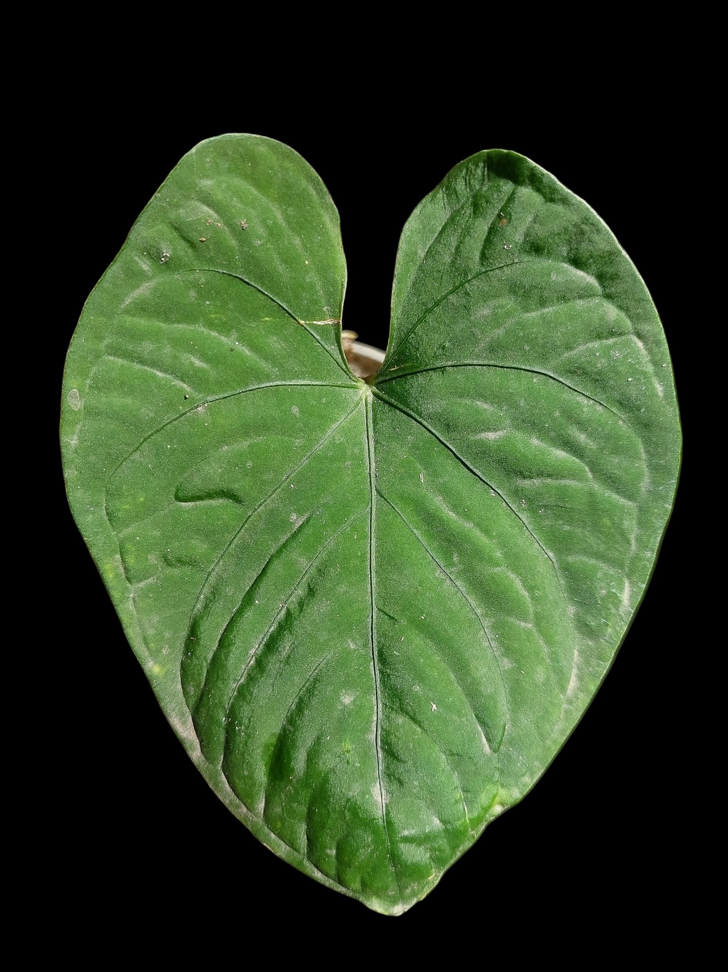 Anthurium sp. 'Kunayala Glow' Wild Ecotype (EXACT PLANT)