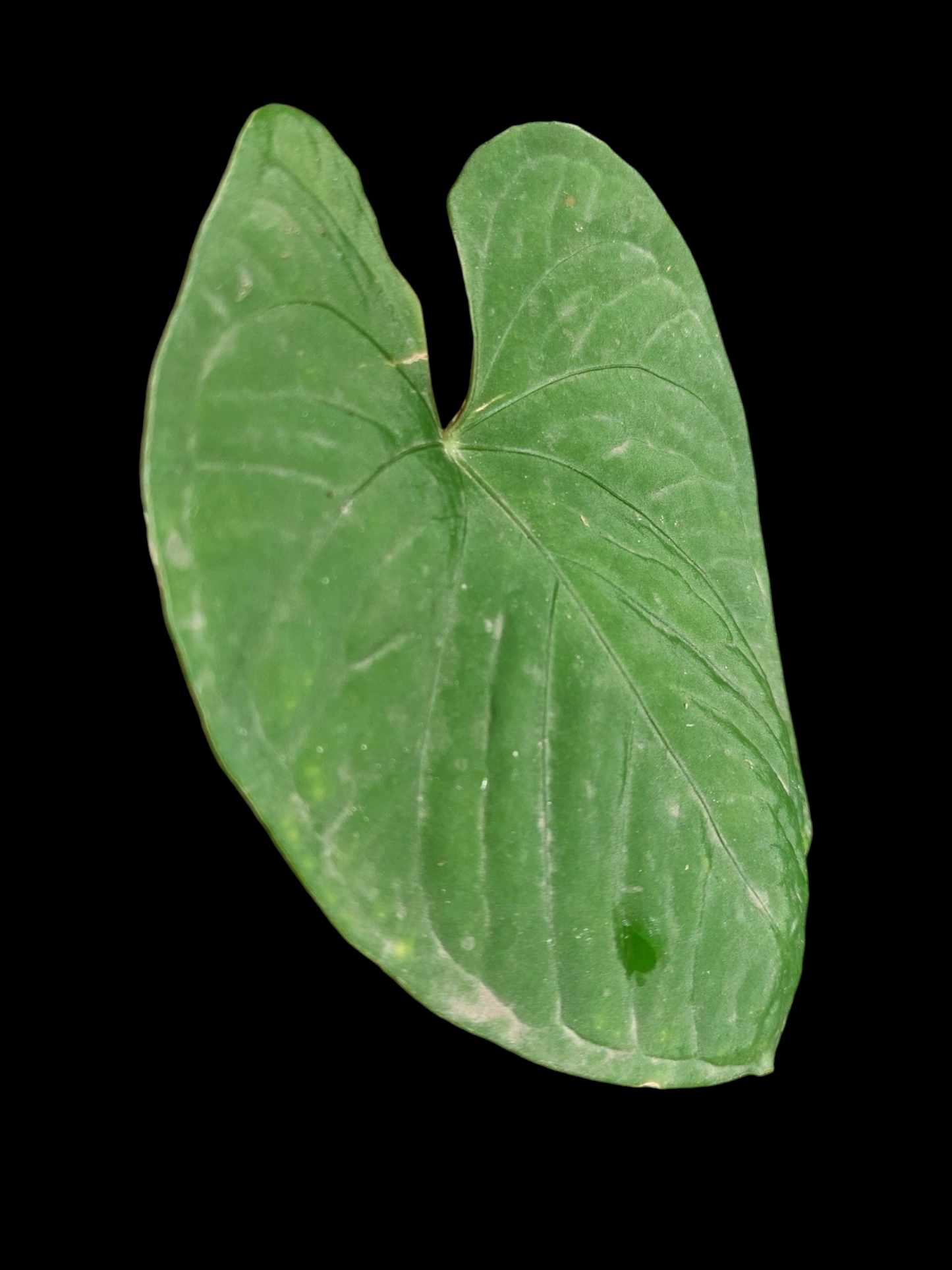 Anthurium sp. 'Kunayala Glow' Wild Ecotype (EXACT PLANT)