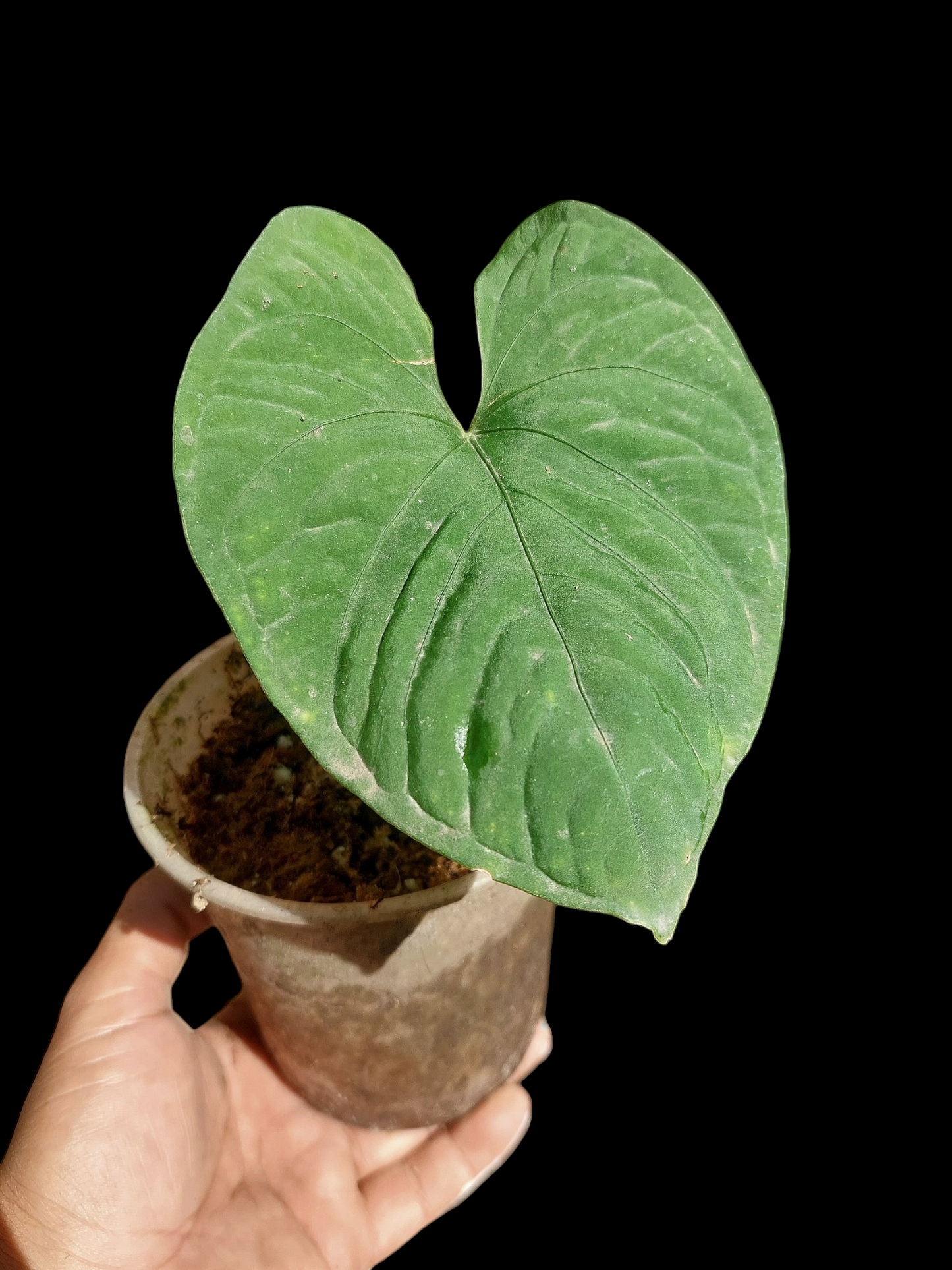 Anthurium sp. 'Kunayala Glow' Wild Ecotype (EXACT PLANT)