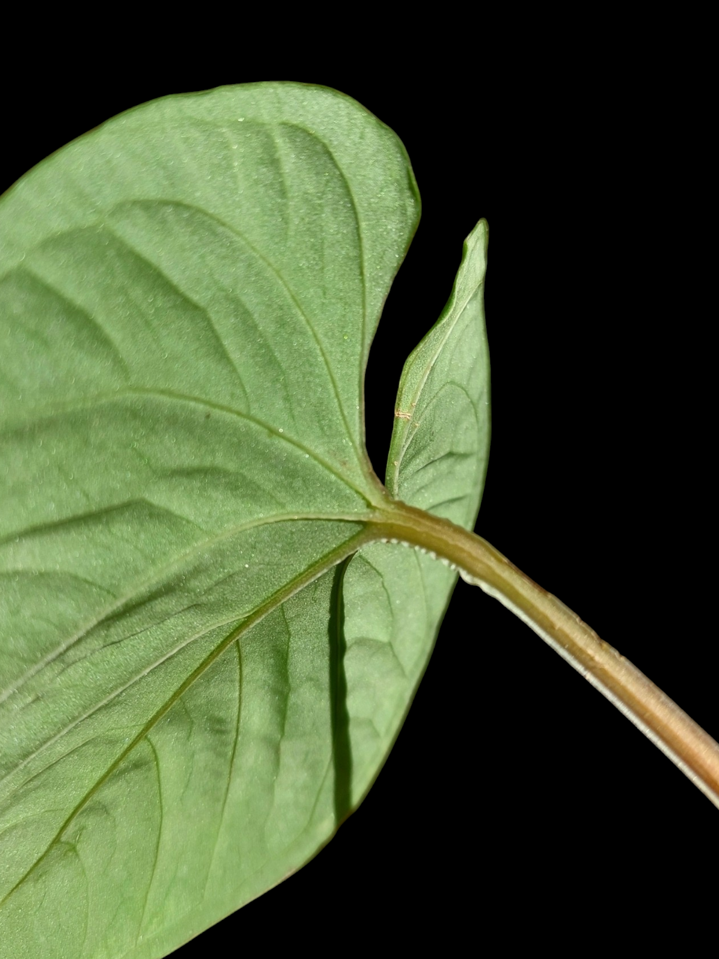 Anthurium sp. 'Kunayala Glow' Wild Ecotype (EXACT PLANT)