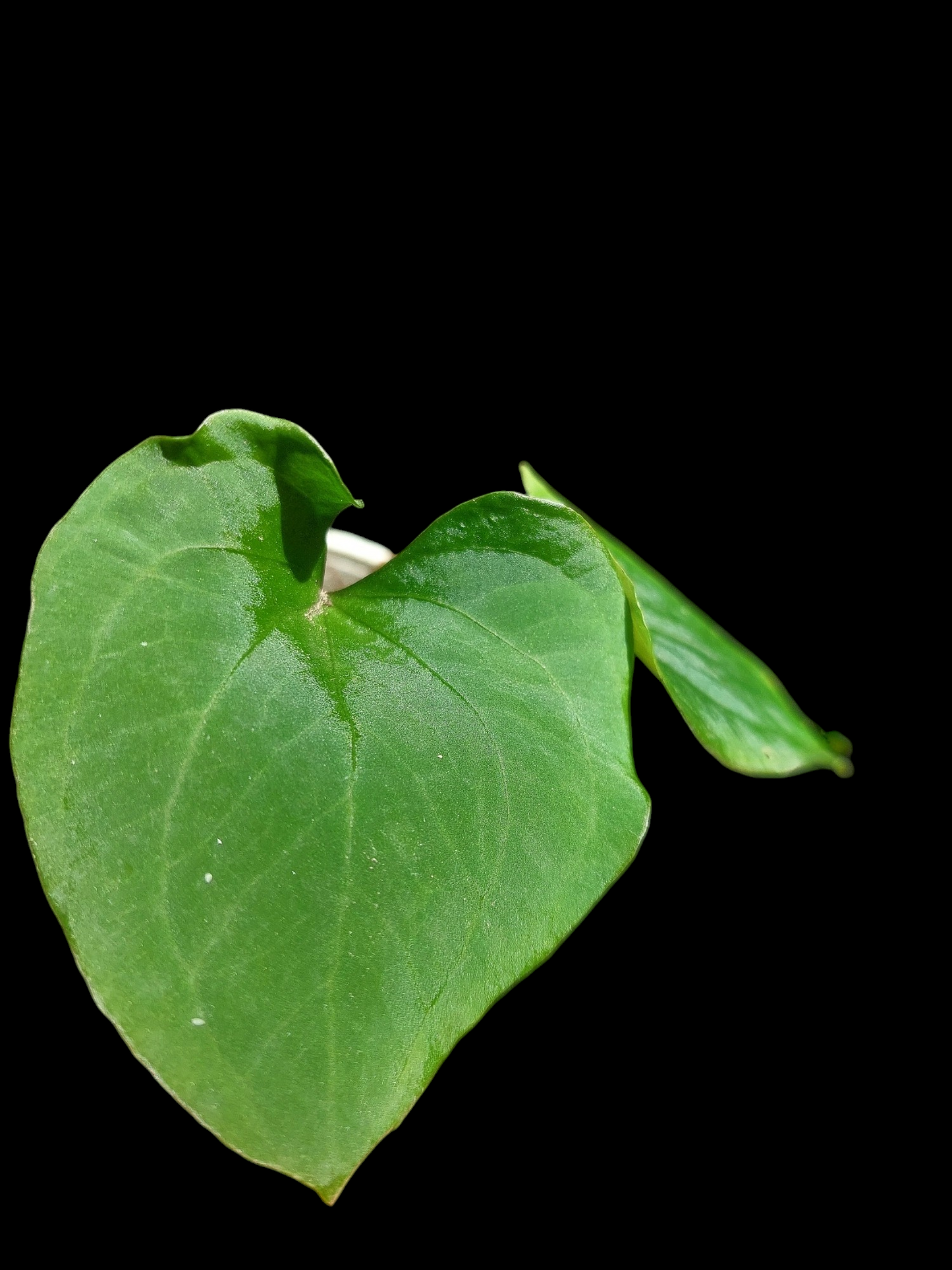 Anthurium sp. "Kunayala Glow" Small Size (EXACT PLANT)