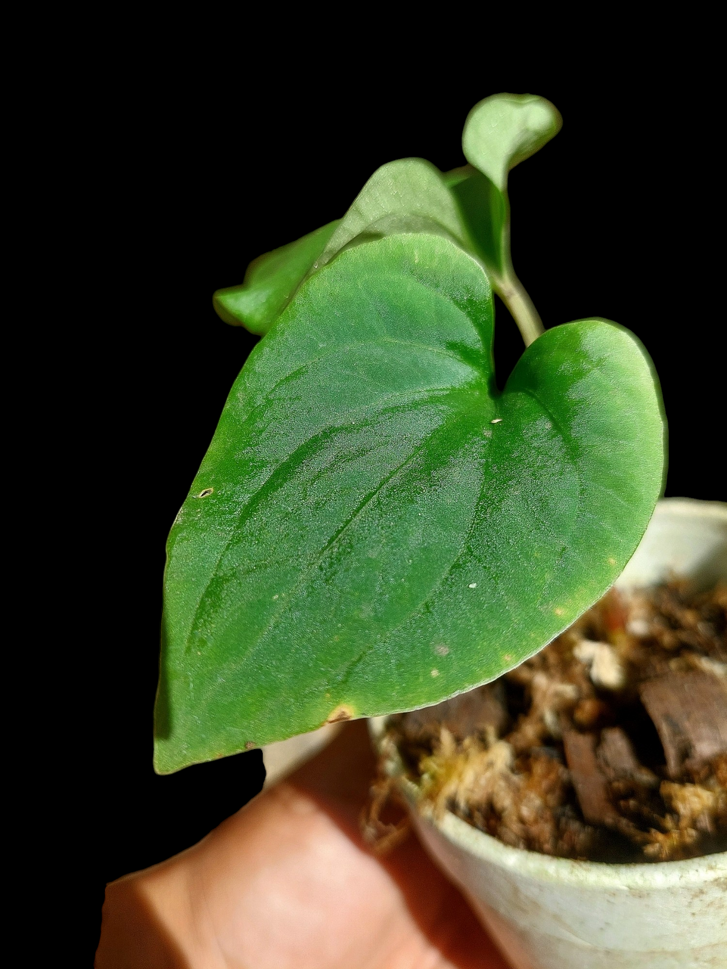 Anthurium sp. "Kunayala Glow" Small Size (EXACT PLANT)