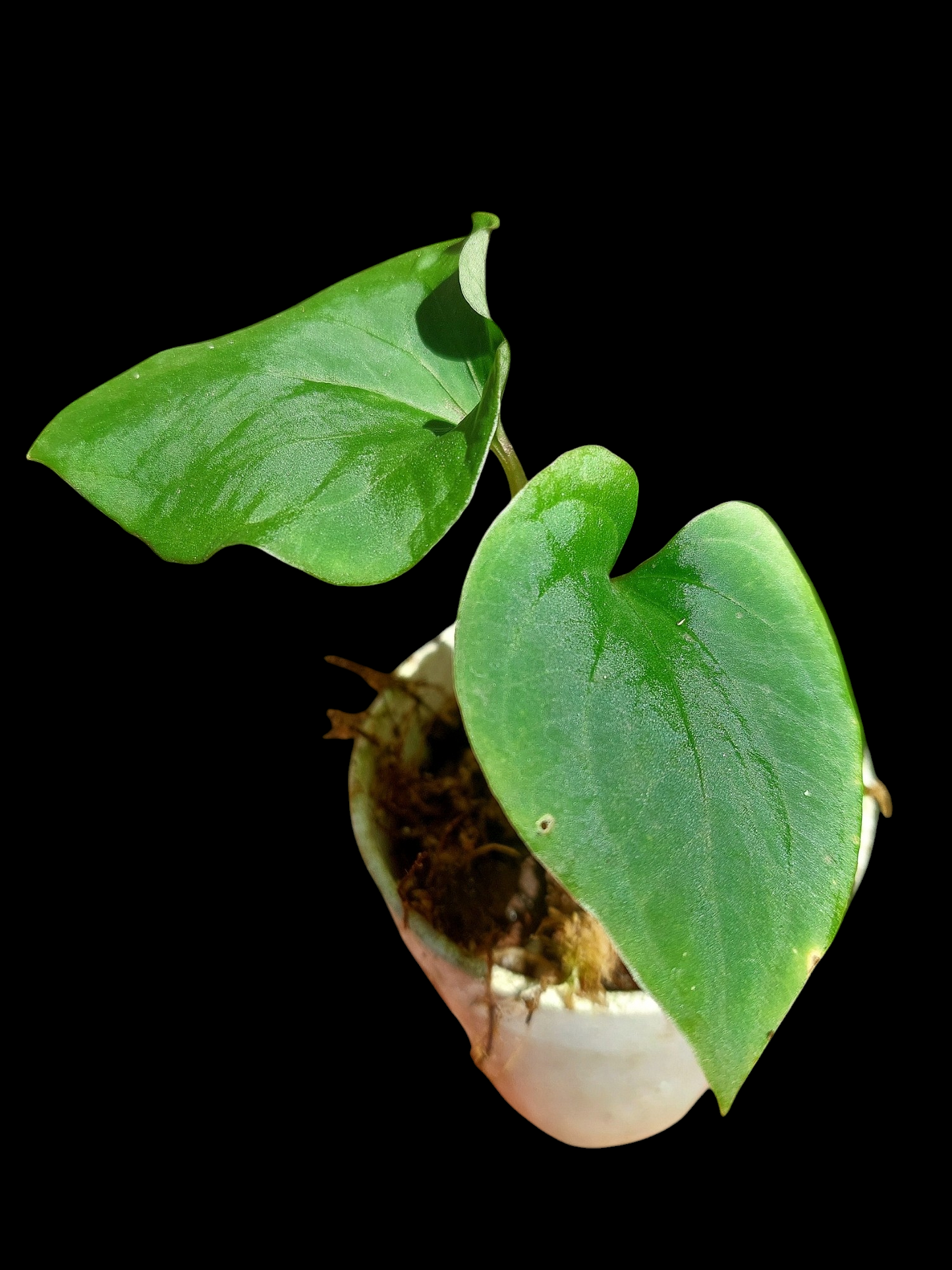 Anthurium sp. "Kunayala Glow" Small Size (EXACT PLANT)