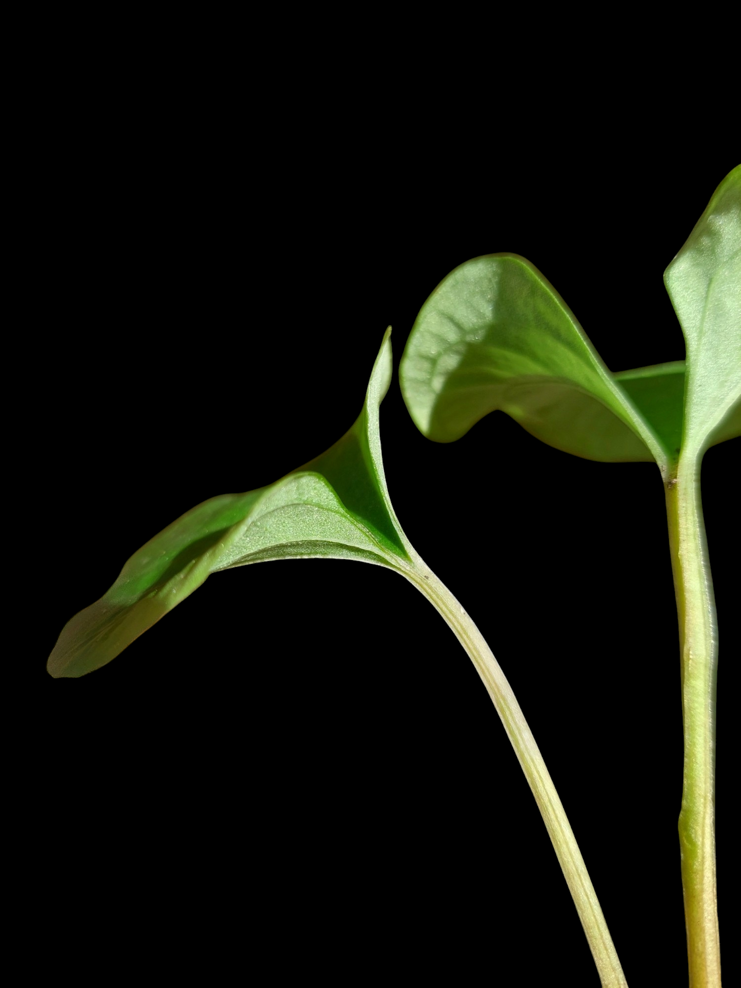 Anthurium sp. "Kunayala Glow" Small Size (EXACT PLANT)