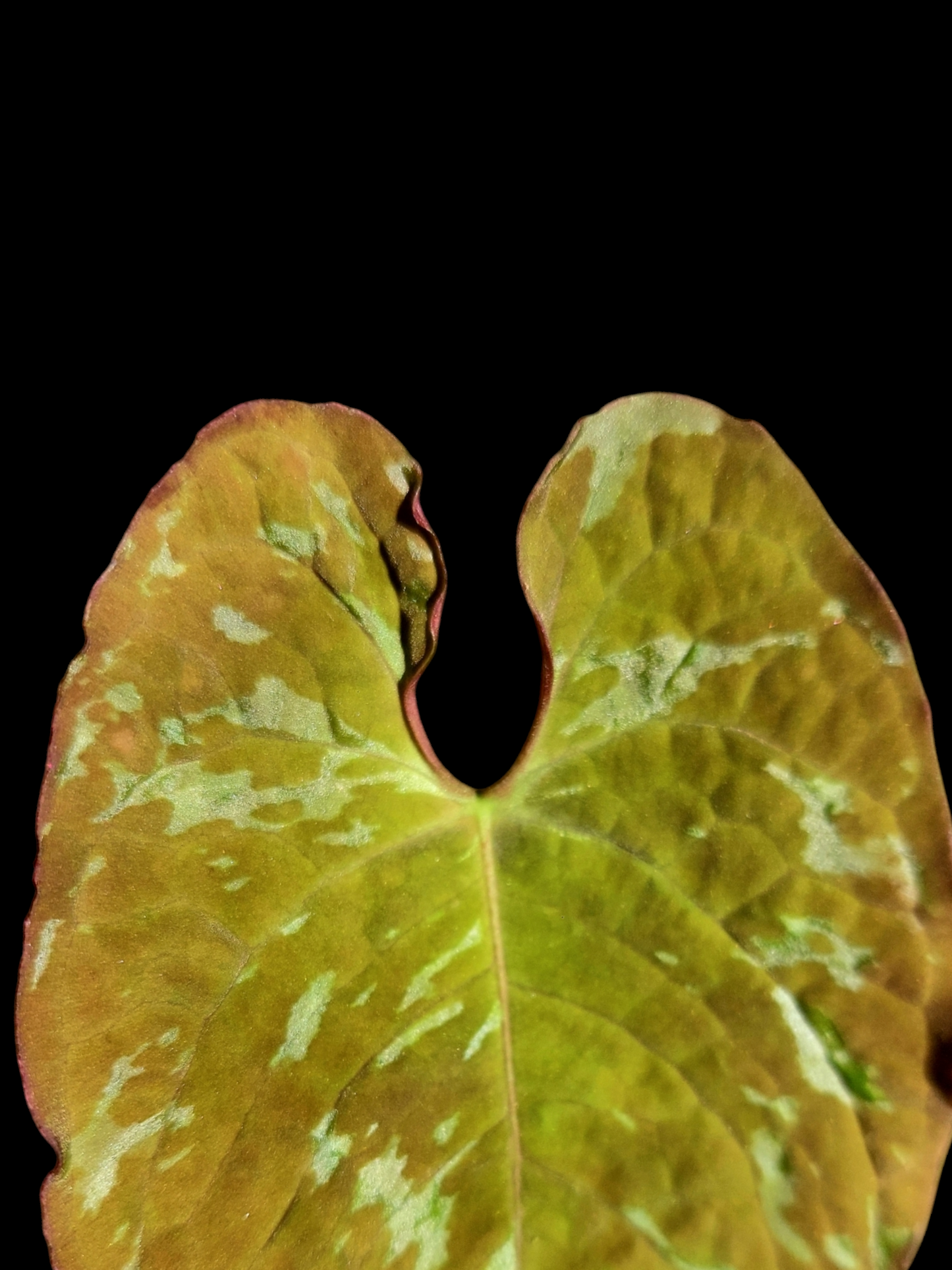 Anthurium Sp. 'Purple' Variegated (EXACT PLANT)