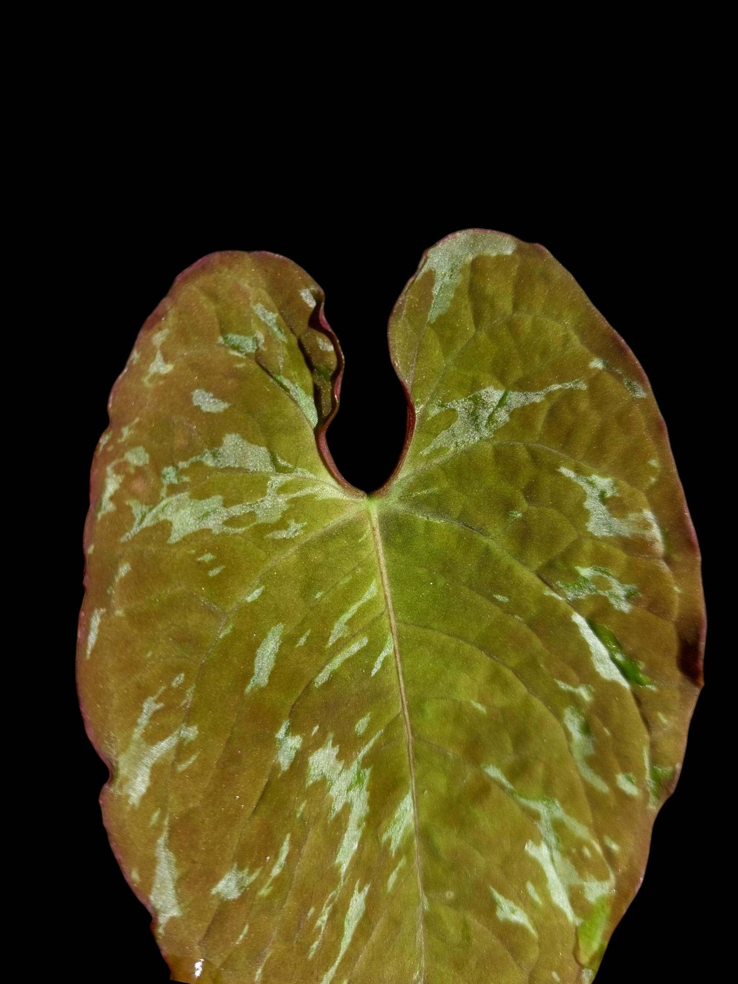 Anthurium Sp. 'Purple' Variegated (EXACT PLANT)