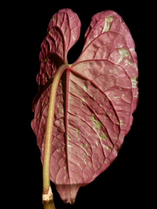 Anthurium Sp. 'Purple' Variegated (EXACT PLANT)