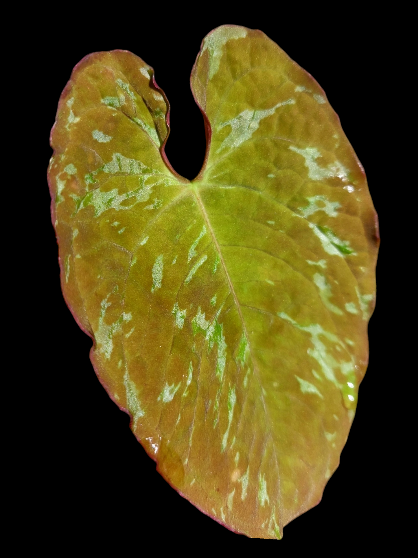 Anthurium Sp. 'Purple' Variegated (EXACT PLANT)