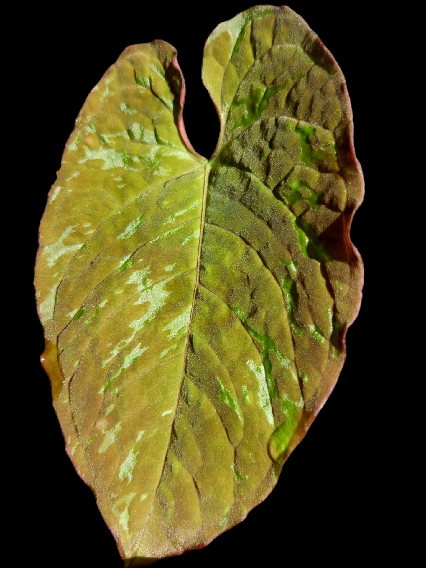 Anthurium Sp. 'Purple' Variegated (EXACT PLANT)