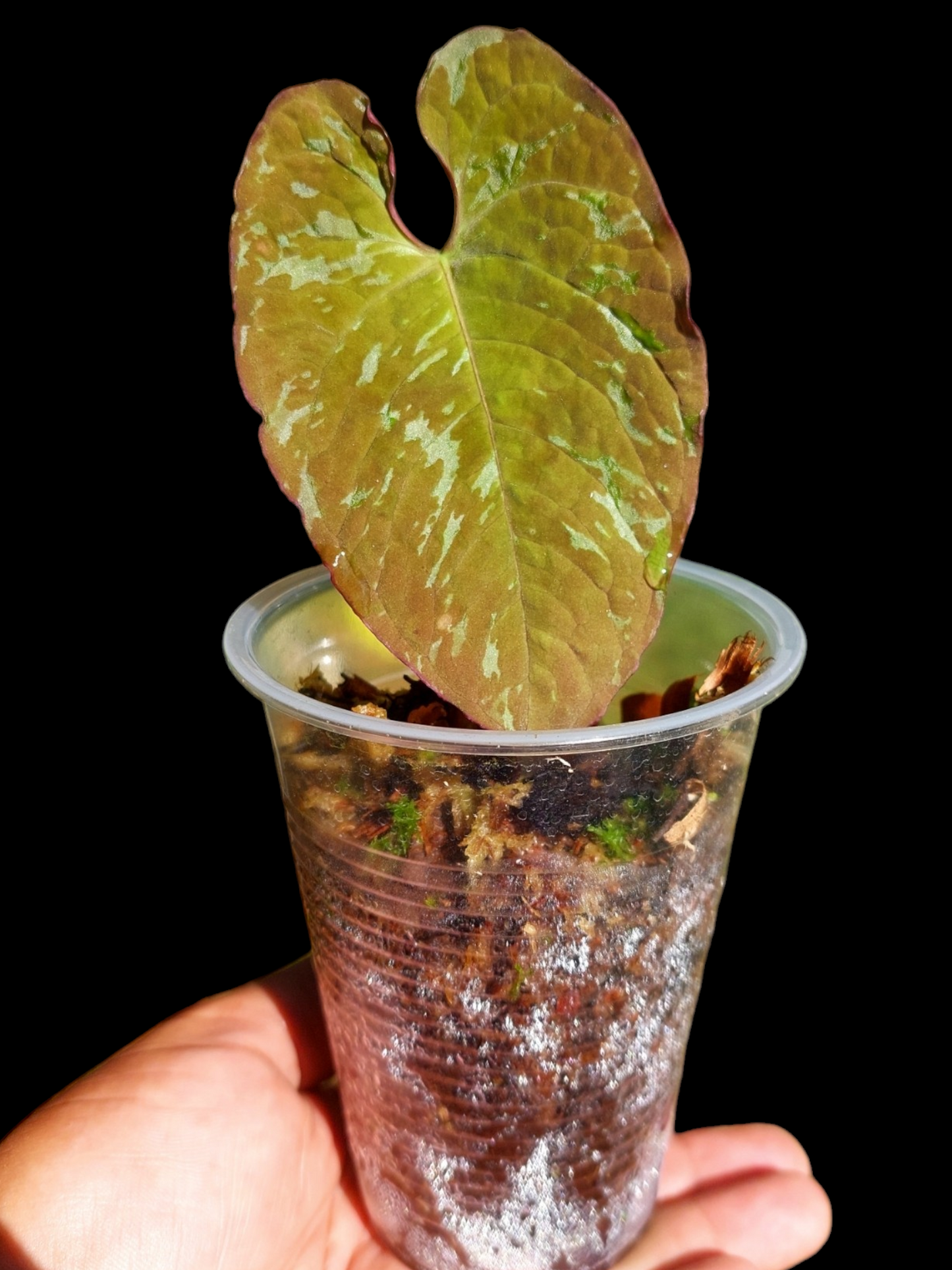 Anthurium Sp. 'Purple' Variegated (EXACT PLANT)