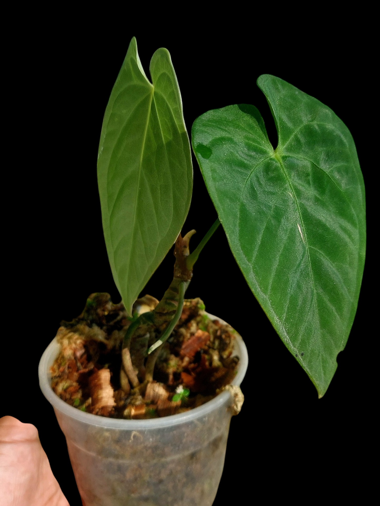 Anthurium sp. "Tarapoto Velvet" with 2 Leaves (EXACT PLANT)