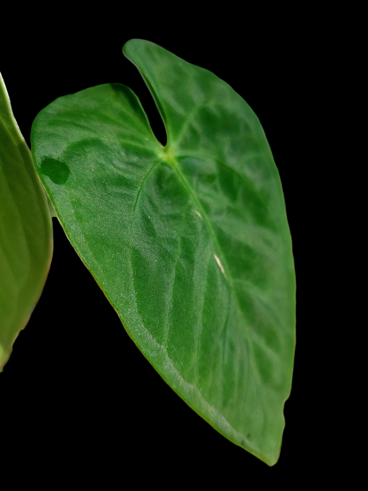 Anthurium sp. "Tarapoto Velvet" with 2 Leaves (EXACT PLANT)