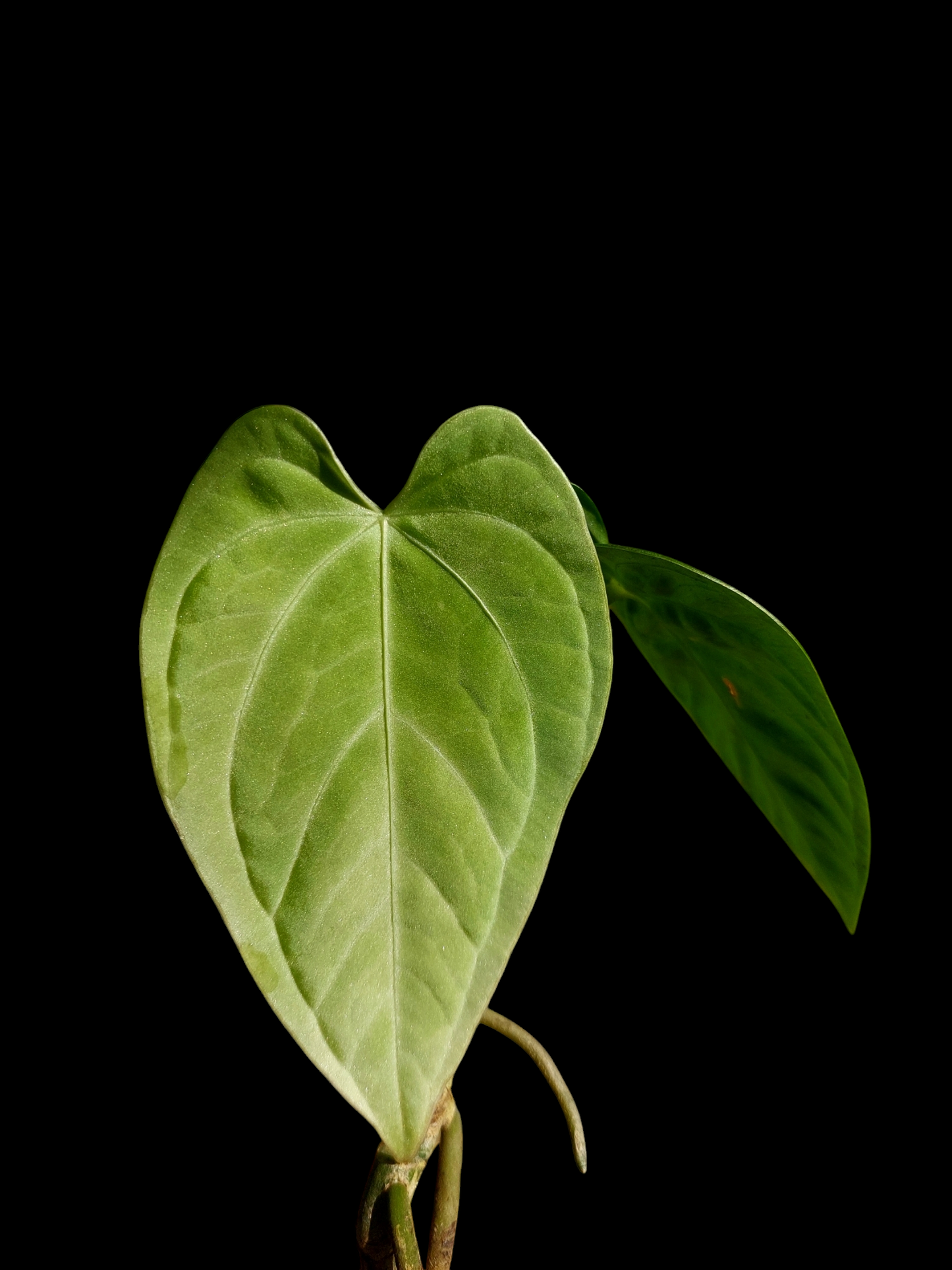 Anthurium sp. "Tarapoto Velvet" with 2 Leaves (EXACT PLANT)