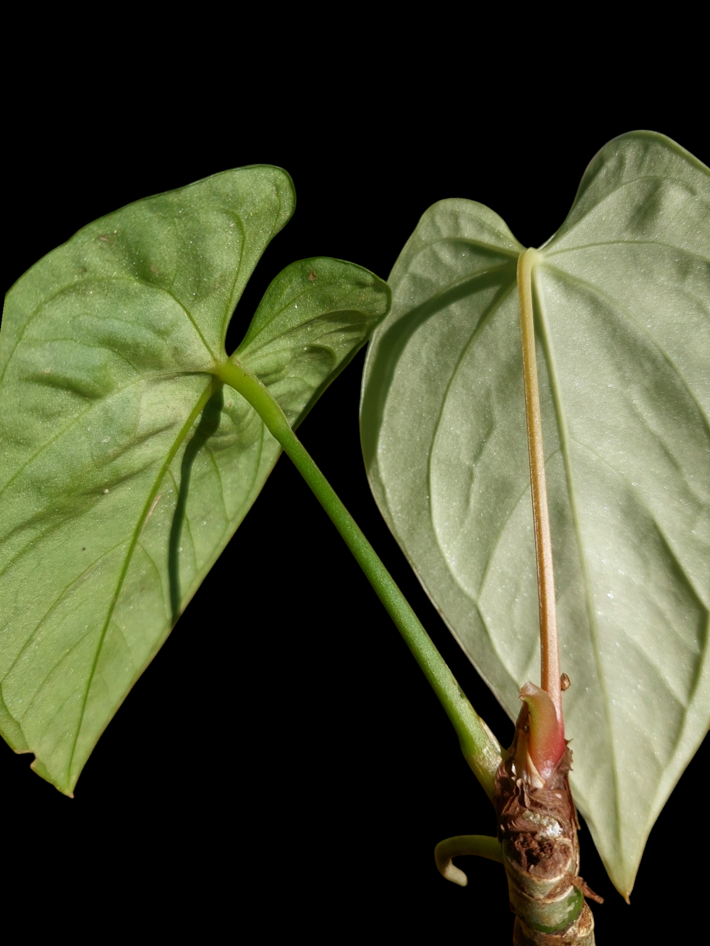 Anthurium sp. "Tarapoto Velvet" with 2 Leaves (EXACT PLANT)