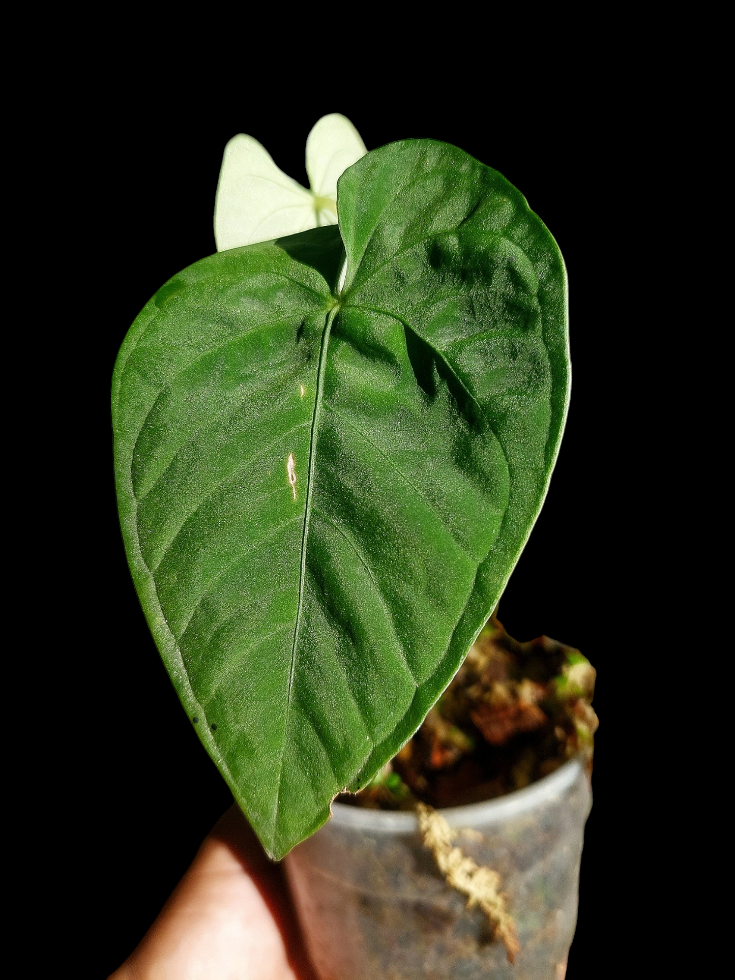 Anthurium sp. "Tarapoto Velvet" with 2 Leaves (EXACT PLANT)