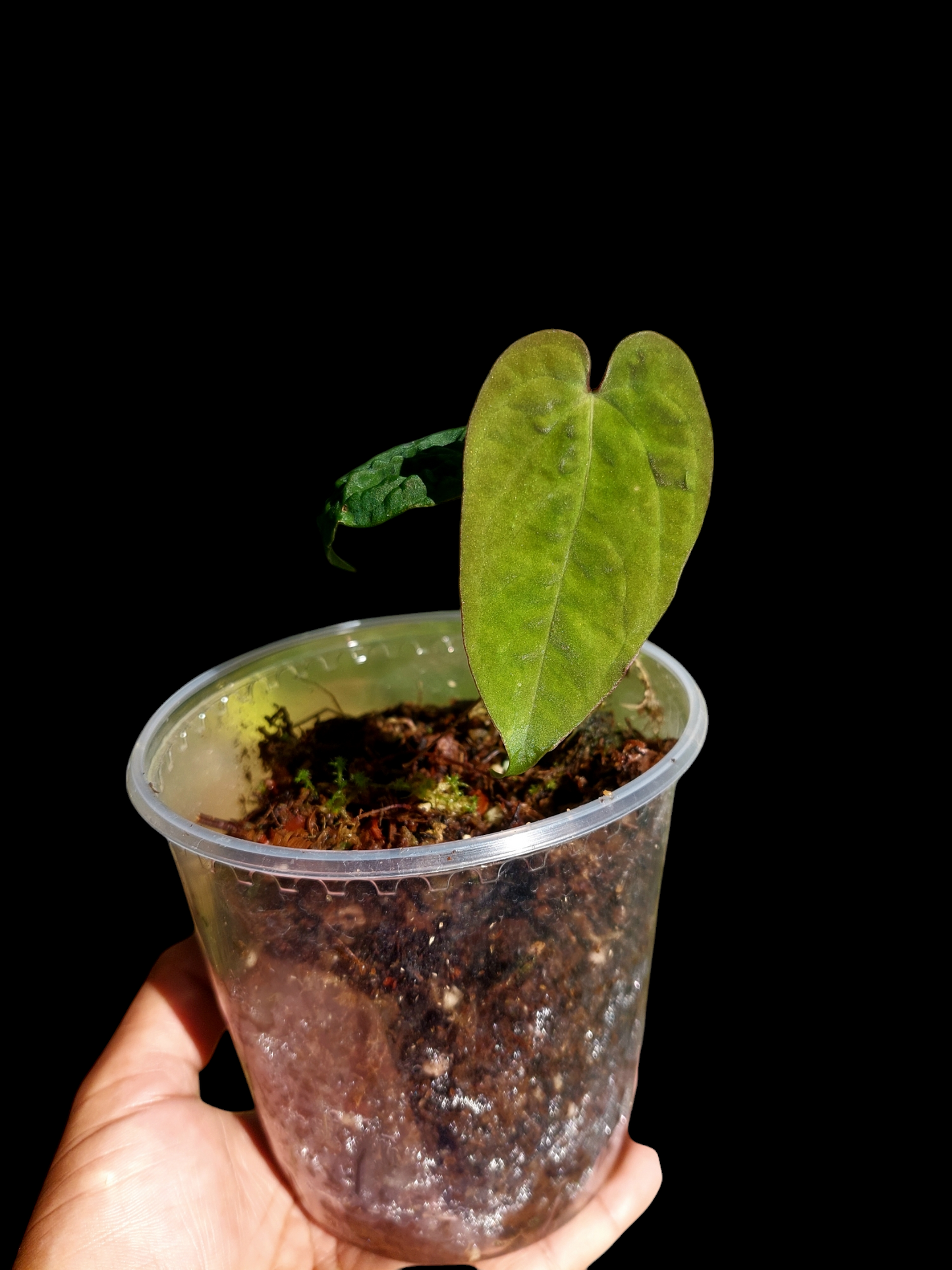 Anthurium Sp.'Purple' Velvet with 3 Leaves (EXACT PLANT)