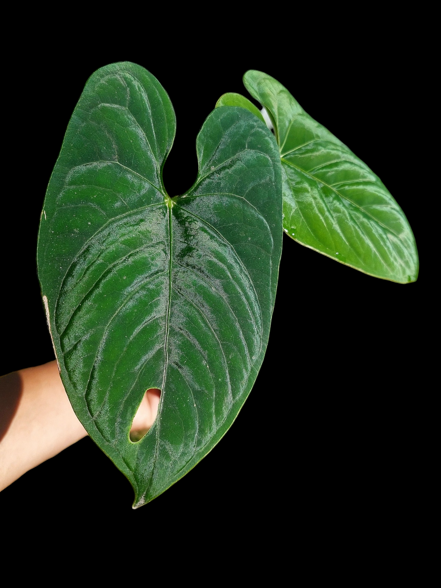 Anthurium sp. 'Huanuco Dark Velvet' New leaf is growing (EXACT PLANT)