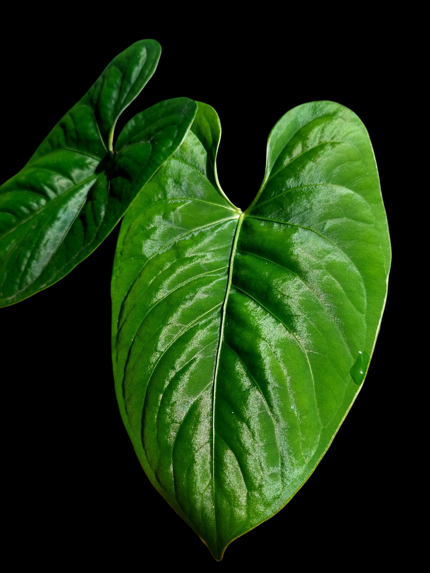 Anthurium sp. 'Huanuco Dark Velvet' New leaf is growing (EXACT PLANT)