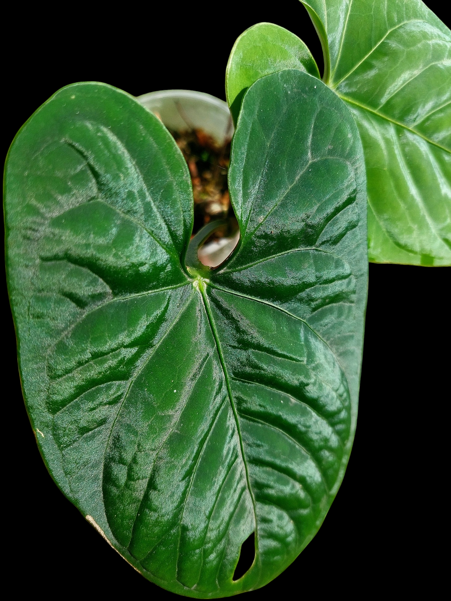 Anthurium sp. 'Huanuco Dark Velvet' New leaf is growing (EXACT PLANT)