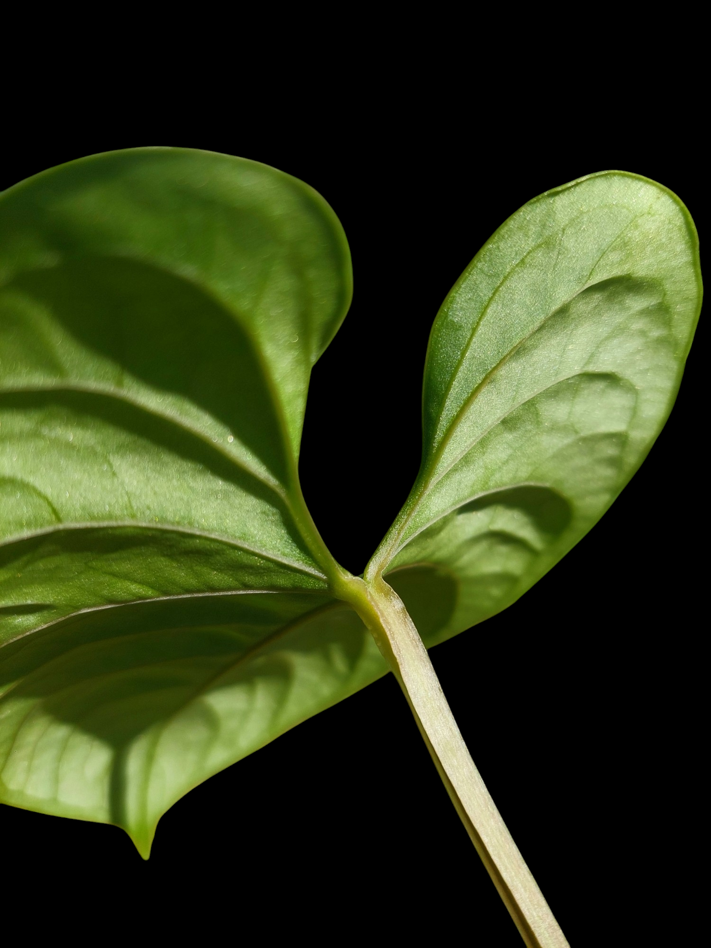 Anthurium sp. 'Huanuco Dark Velvet' New leaf is growing (EXACT PLANT)