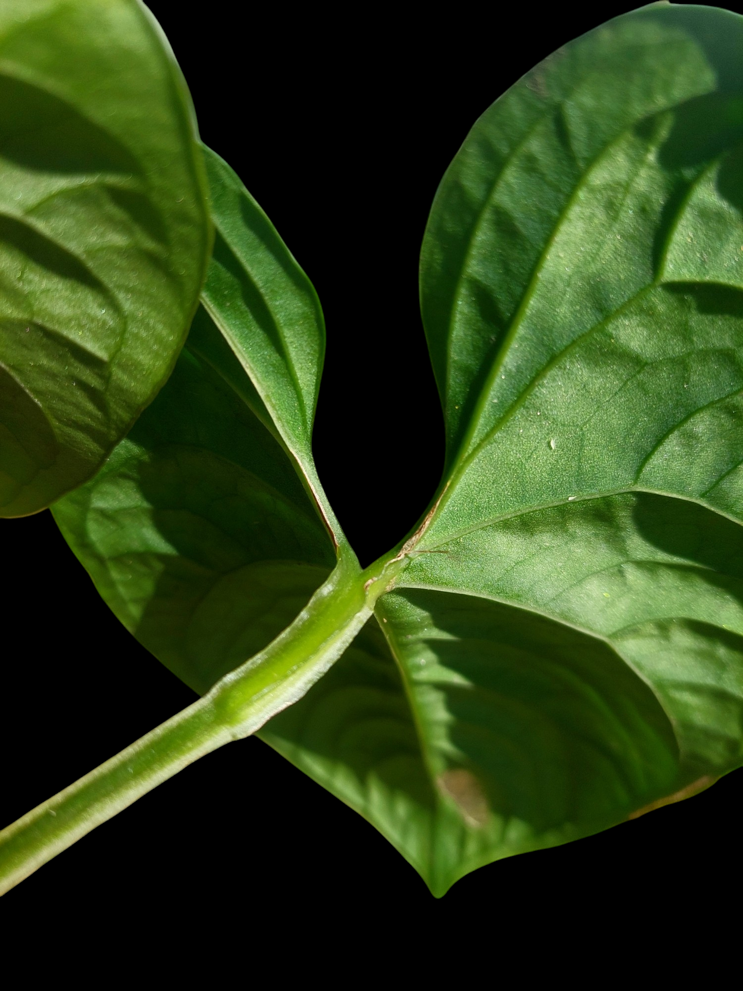 Anthurium sp. 'Huanuco Dark Velvet' New leaf is growing (EXACT PLANT)