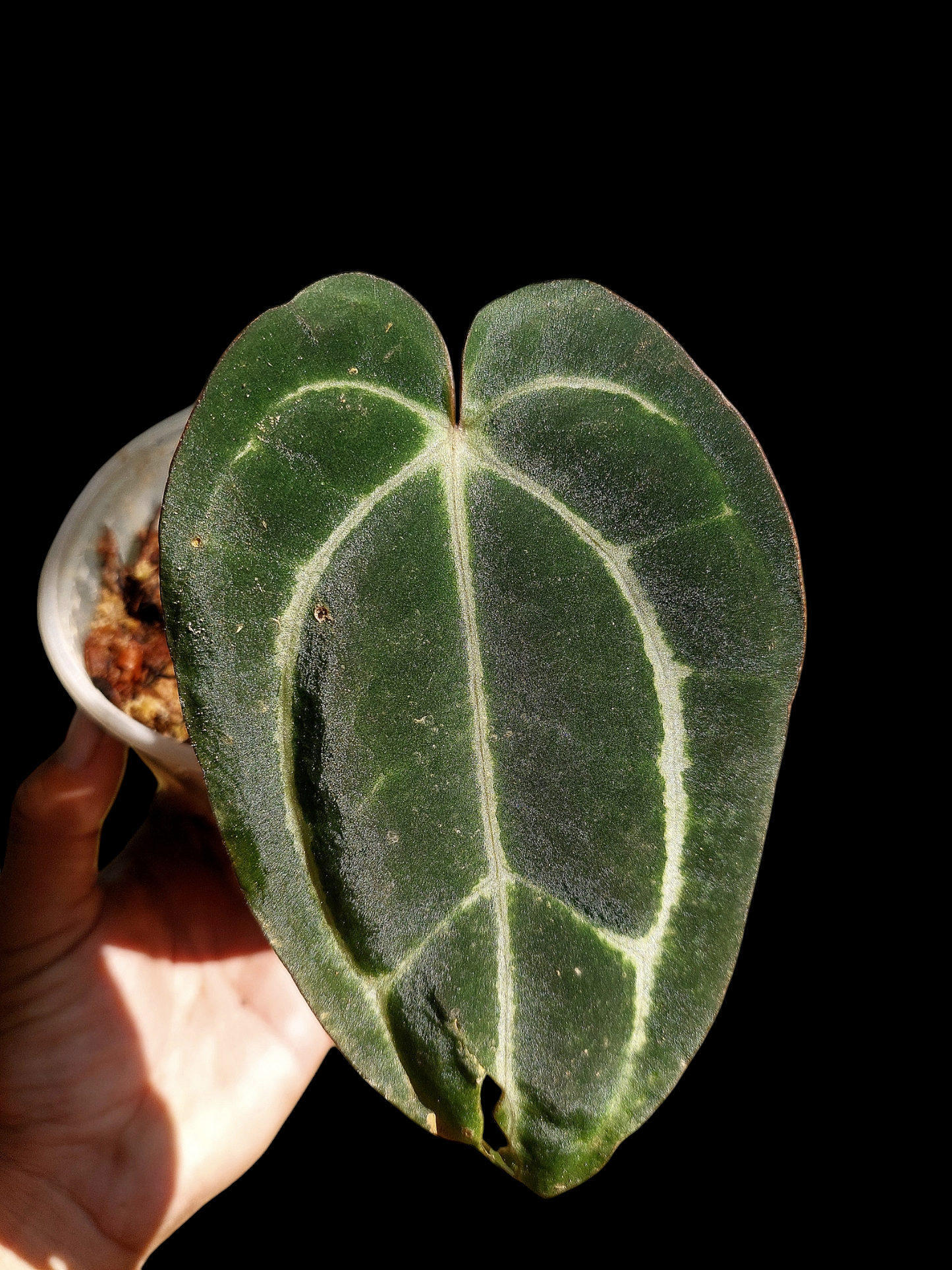 Anthurium Carlablackiae Wild Ecotype (EXACT PLANT)