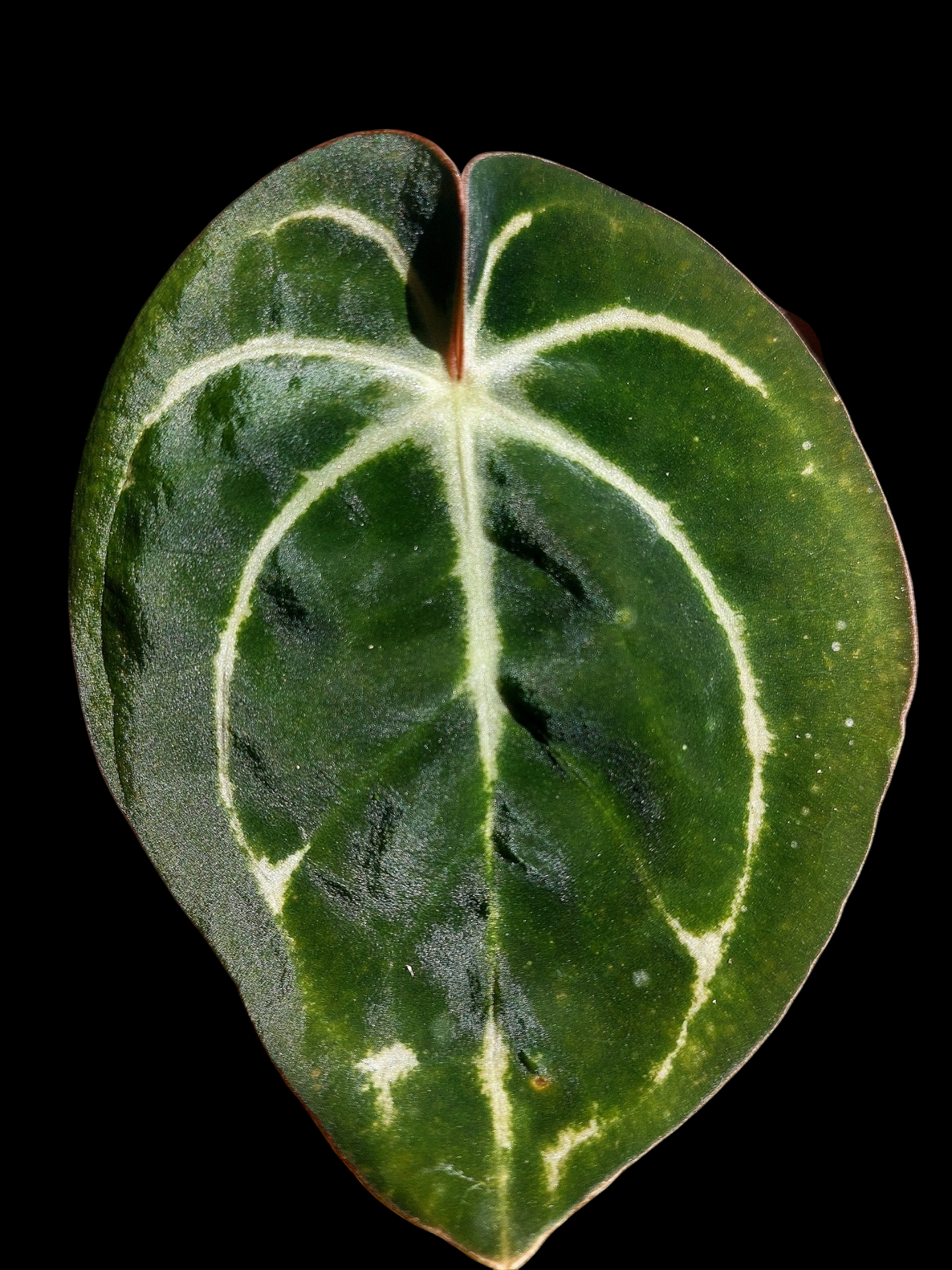 Anthurium Carlablackiae Wild Ecotype (EXACT PLANT)