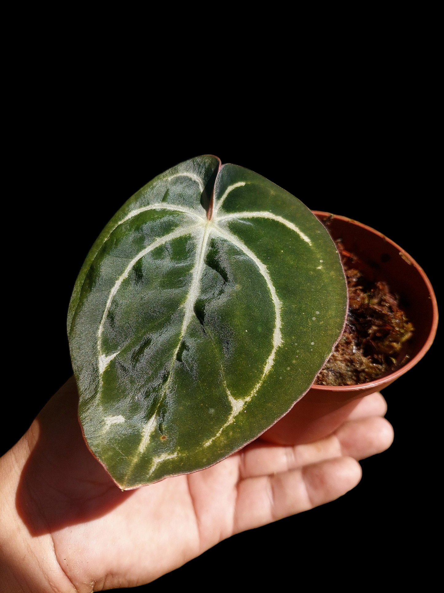Anthurium Carlablackiae Wild Ecotype (EXACT PLANT)