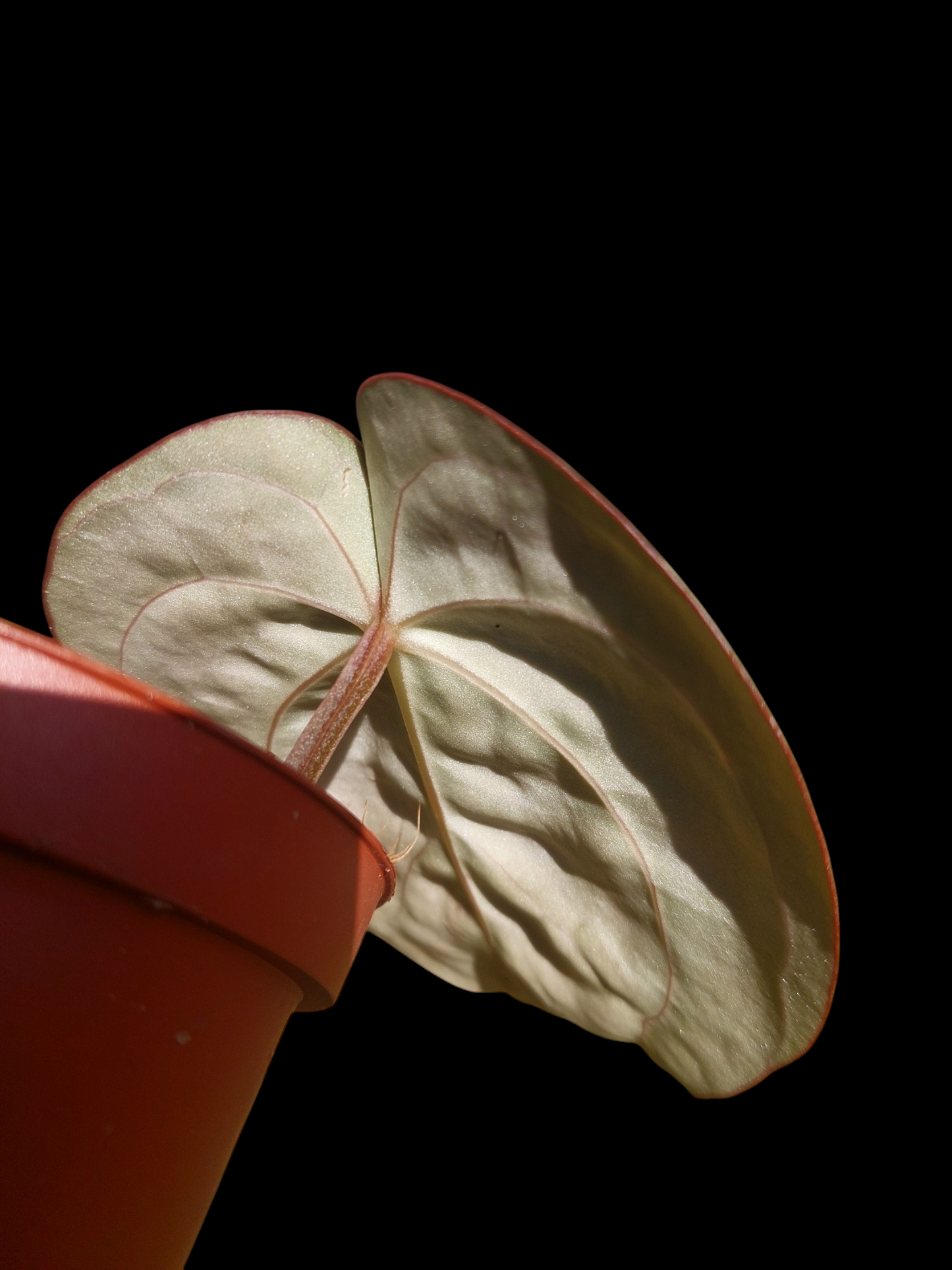 Anthurium Carlablackiae Wild Ecotype (EXACT PLANT)