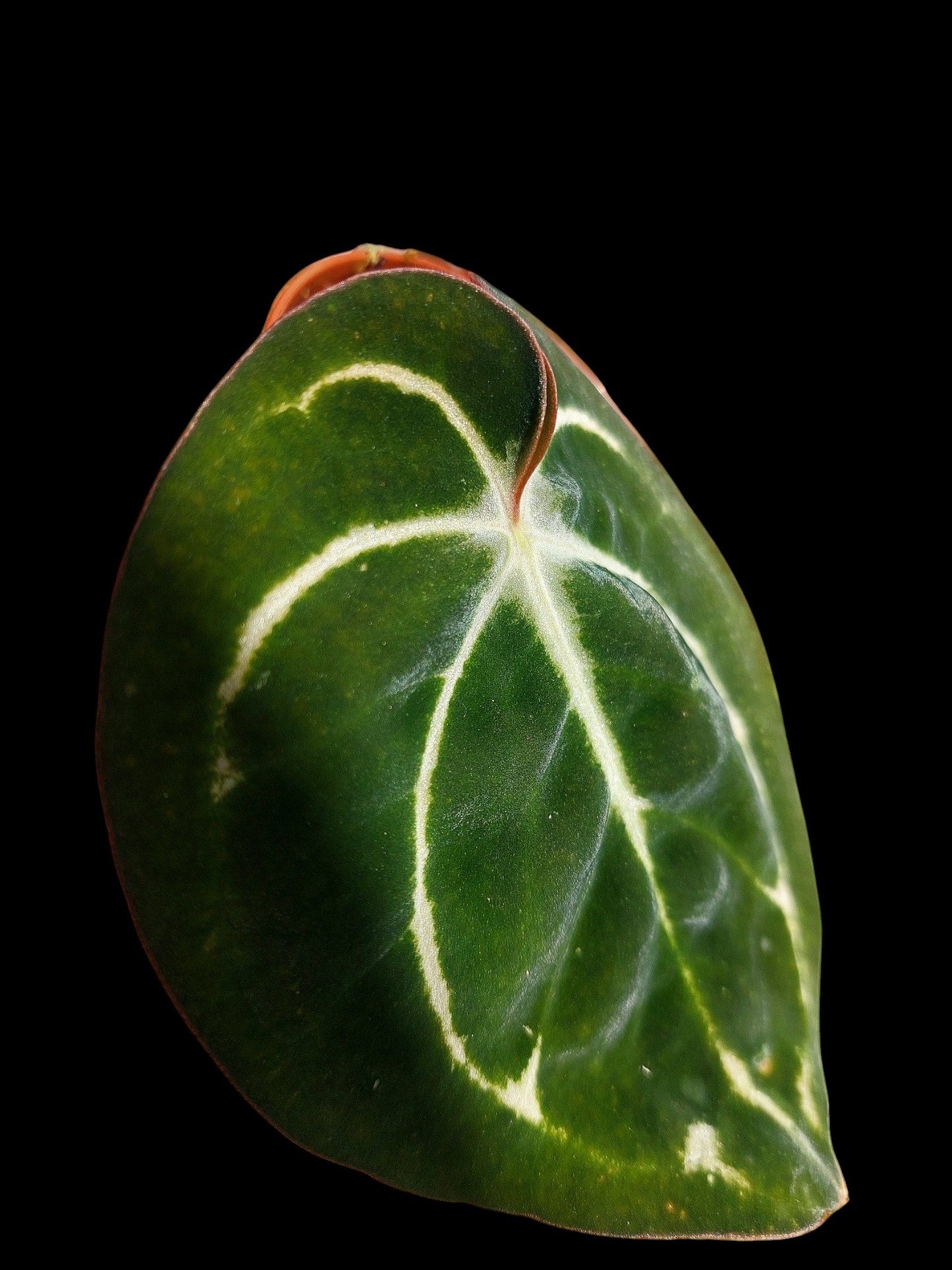 Anthurium Carlablackiae Wild Ecotype (EXACT PLANT)