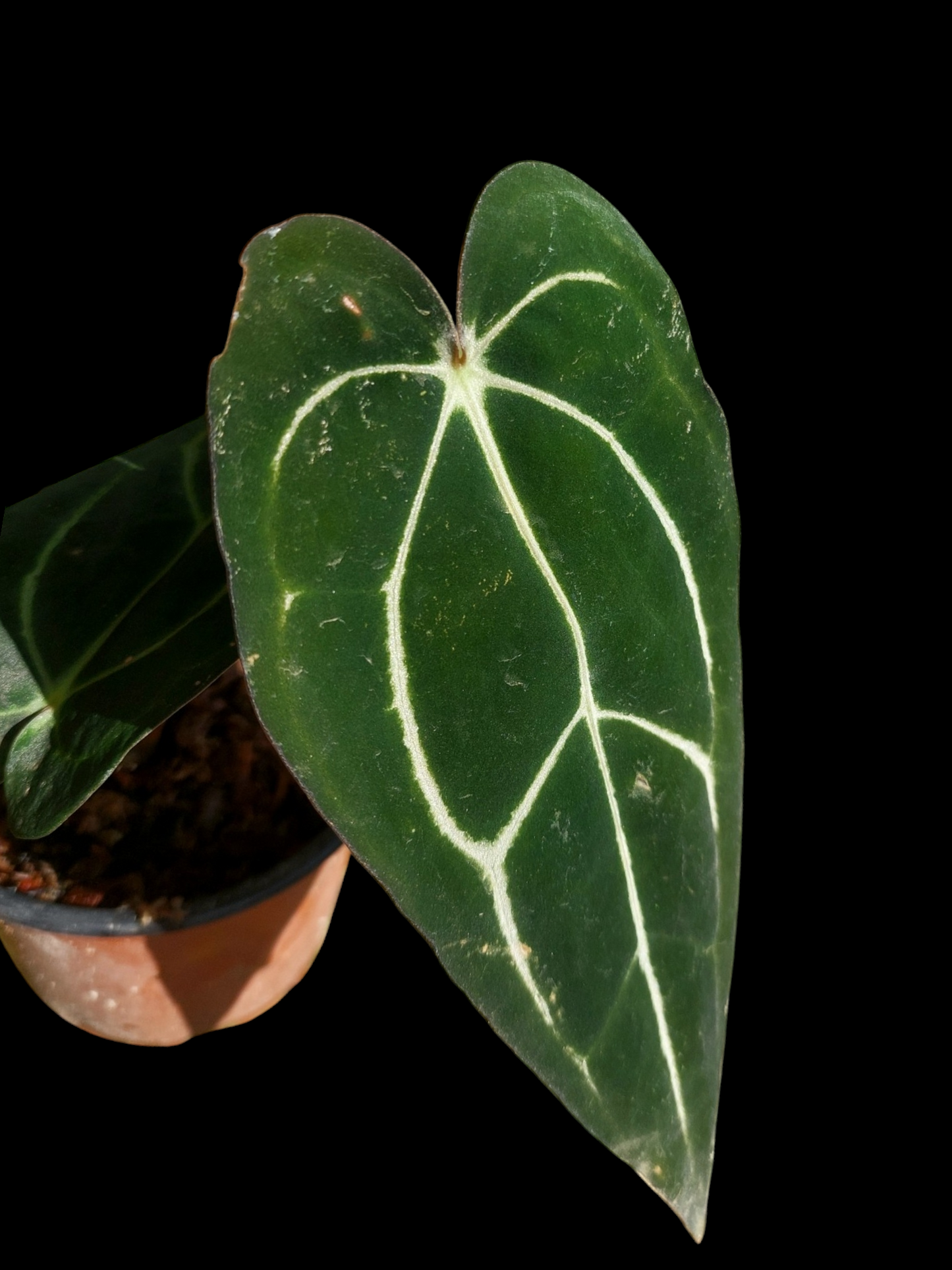 Anthurium Carlablackiae Wild Ecotype with 3 Leaves (EXACT PLANT)