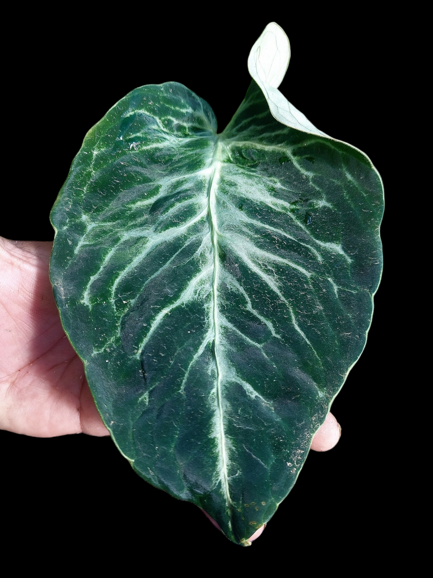 Anthurium sp. 'Amazon Monster Veins' Wild Ecotype (EXACT PLANT)