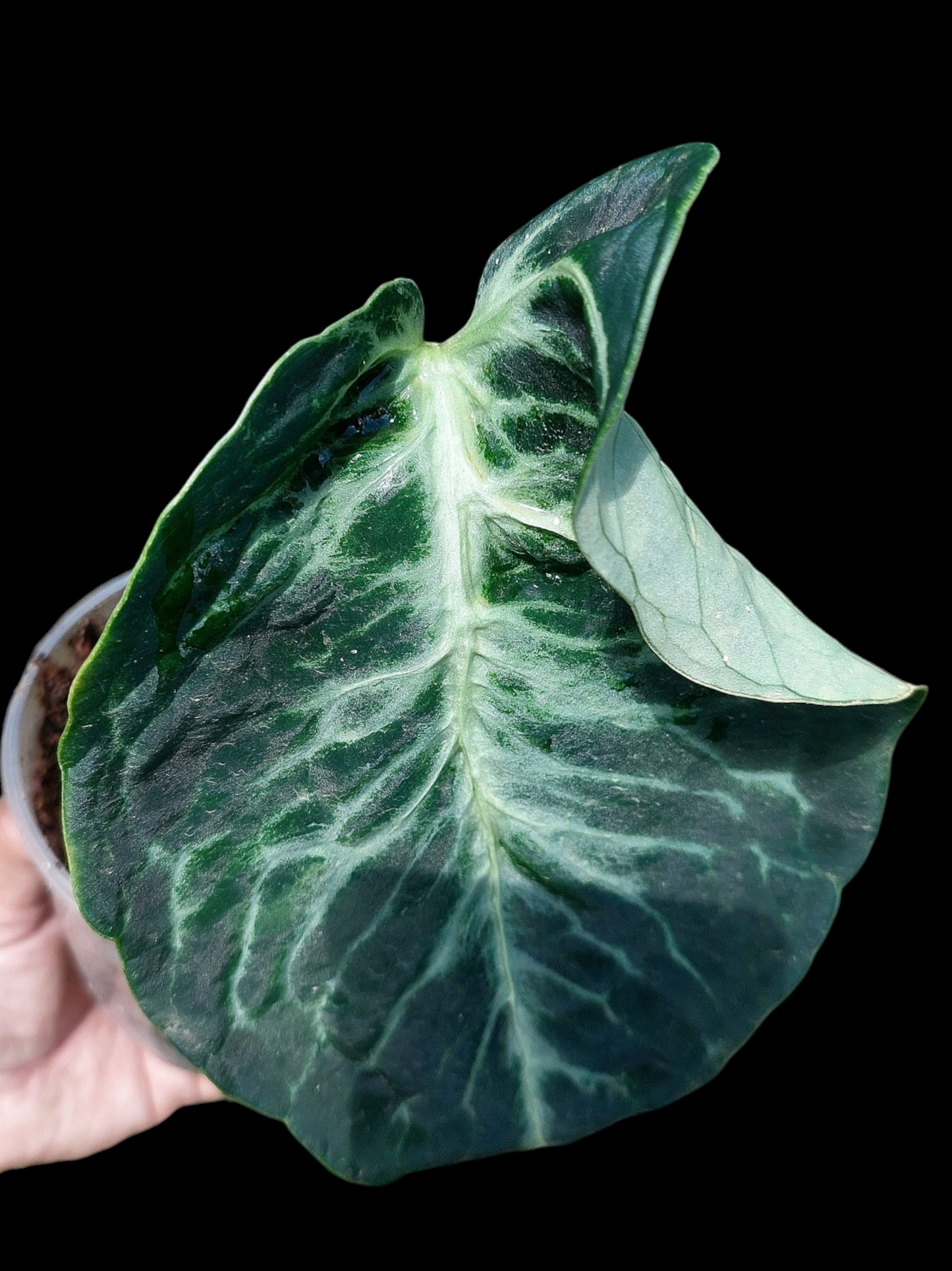 Anthurium sp. 'Amazon Monster Veins' Wild Ecotype (EXACT PLANT)