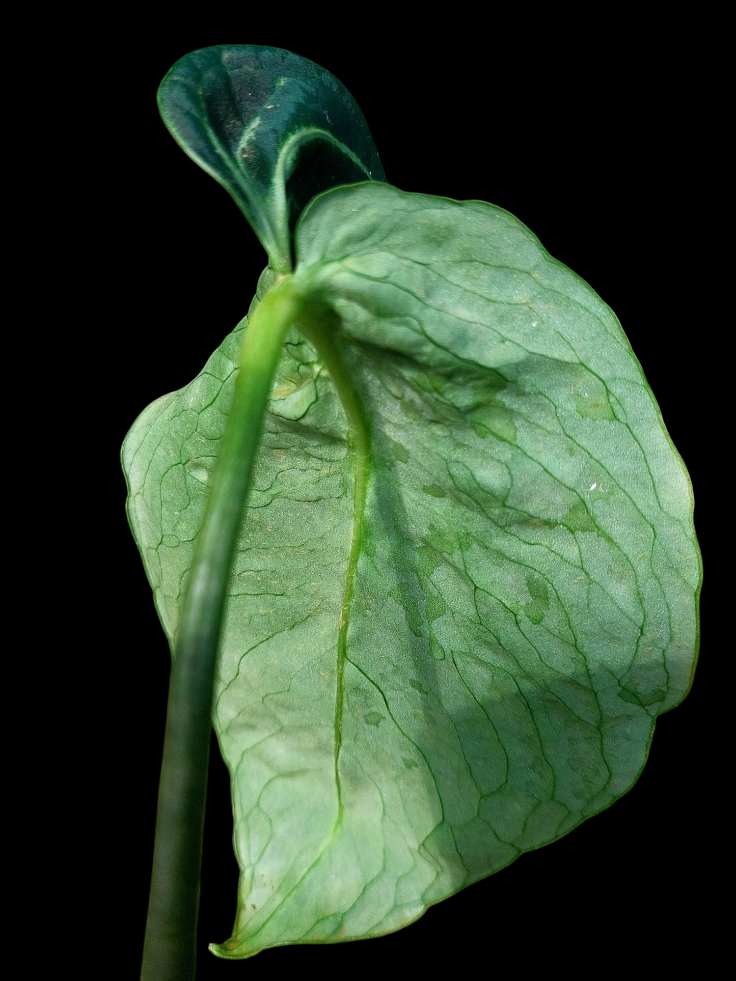 Anthurium sp. 'Amazon Monster Veins' Wild Ecotype (EXACT PLANT)
