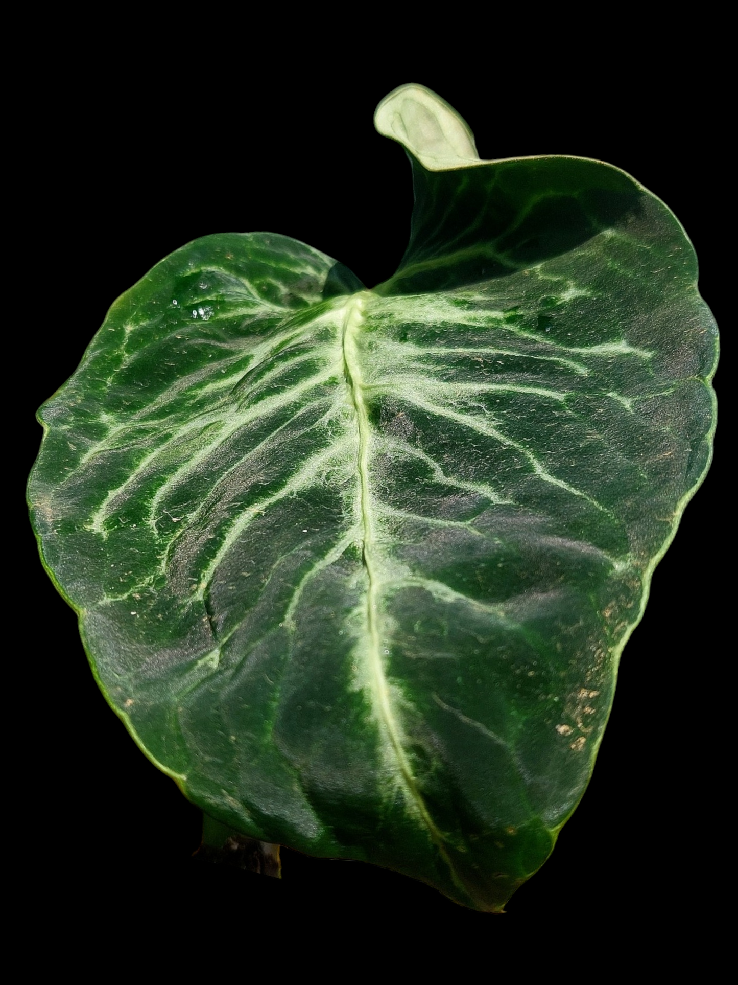 Anthurium sp. 'Amazon Monster Veins' Wild Ecotype (EXACT PLANT)