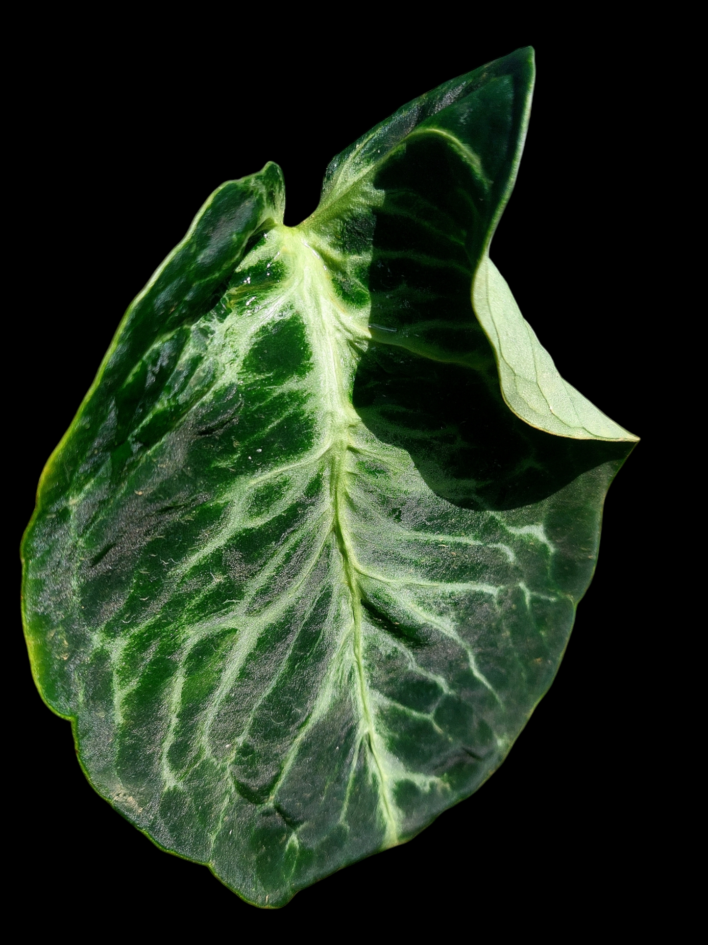 Anthurium sp. 'Amazon Monster Veins' Wild Ecotype (EXACT PLANT)